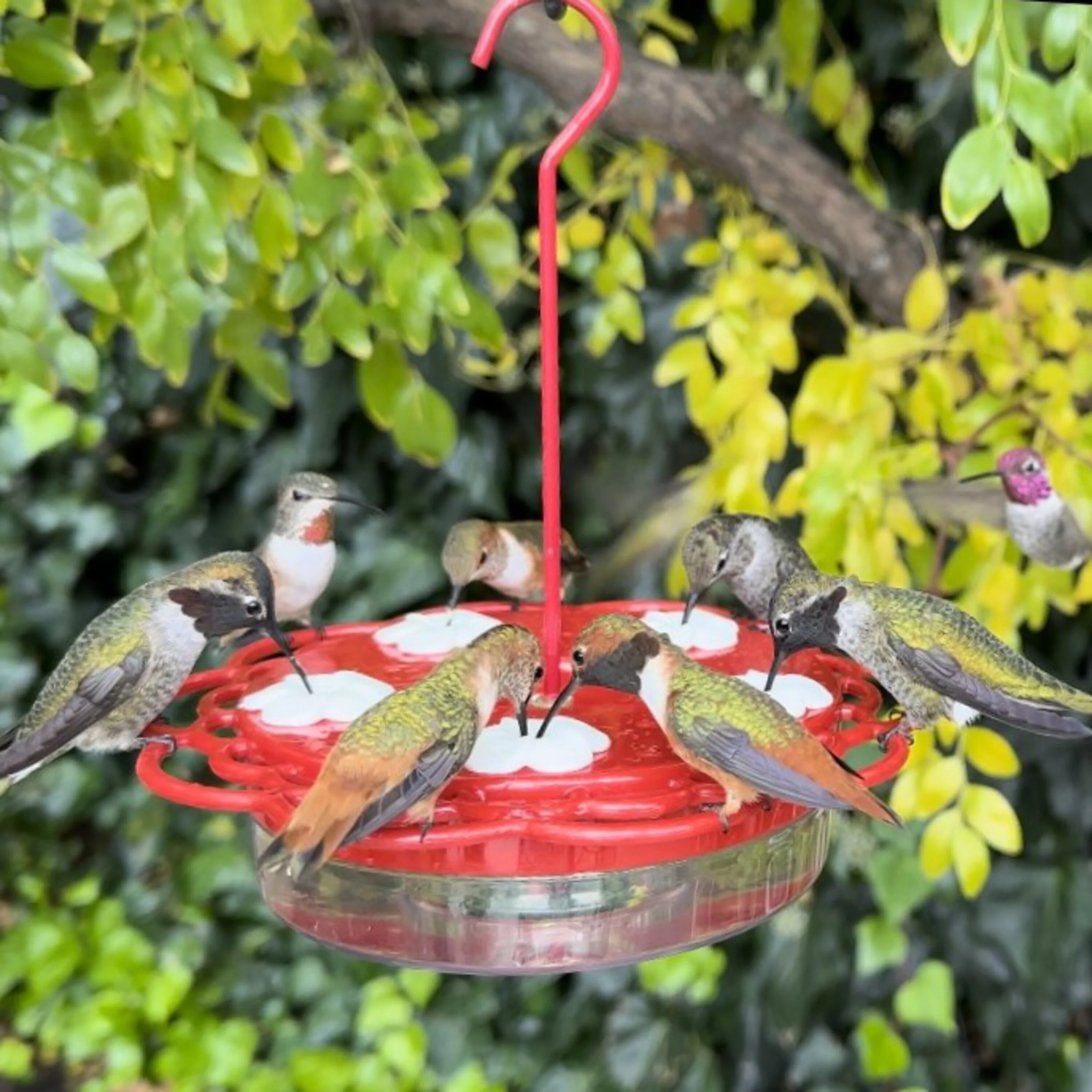 2-in-1 Red Plastic Hanging Dish or Window Mount Hummingbird Feeder - Image 9