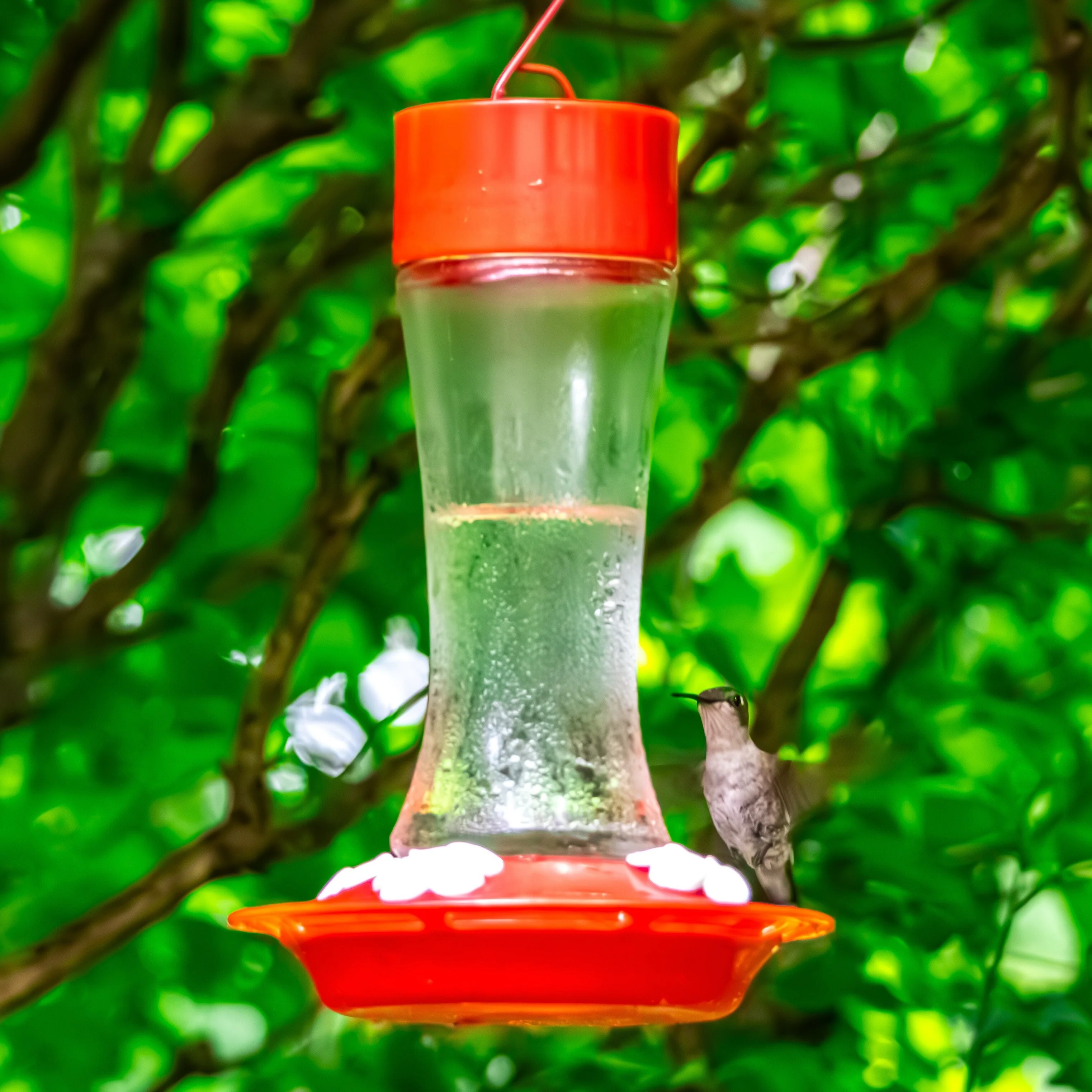 Scarlet Silhouette Glass Gravity Hummingbird Feeder - Image 9
