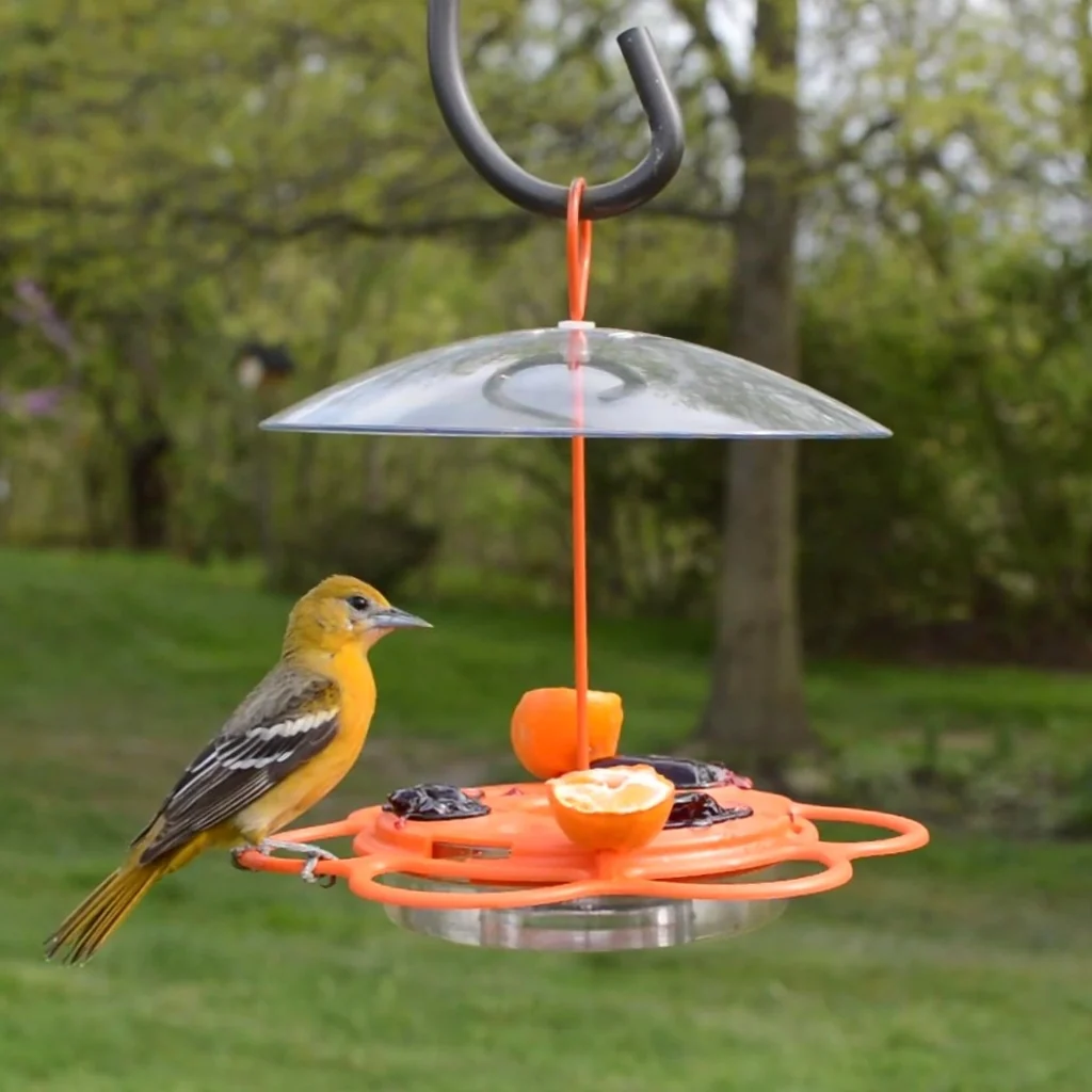 All-In-One Oriole Buffet with Protective Baffle - Image 7