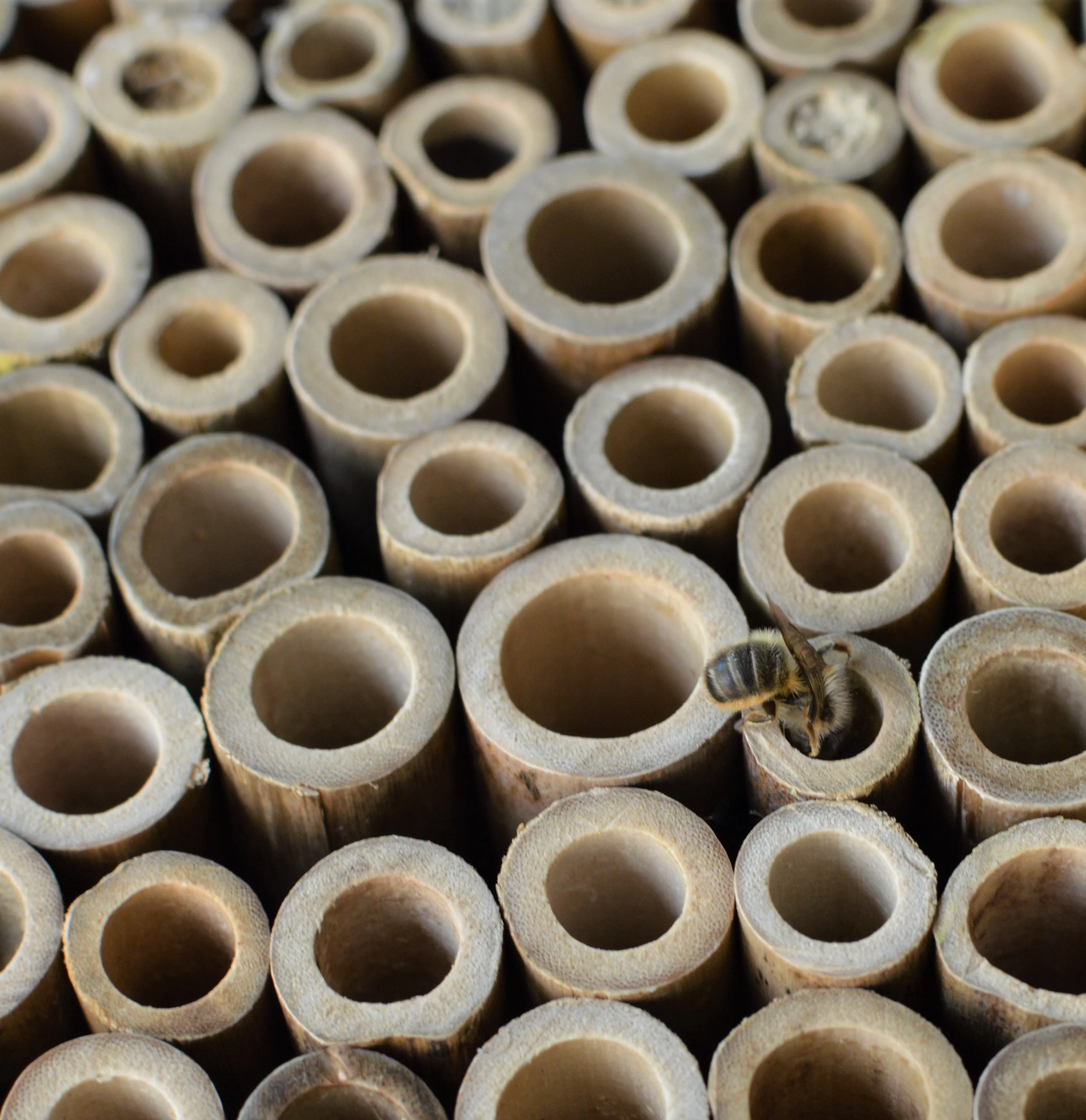 Better Gardens Bee Barn - Image 4