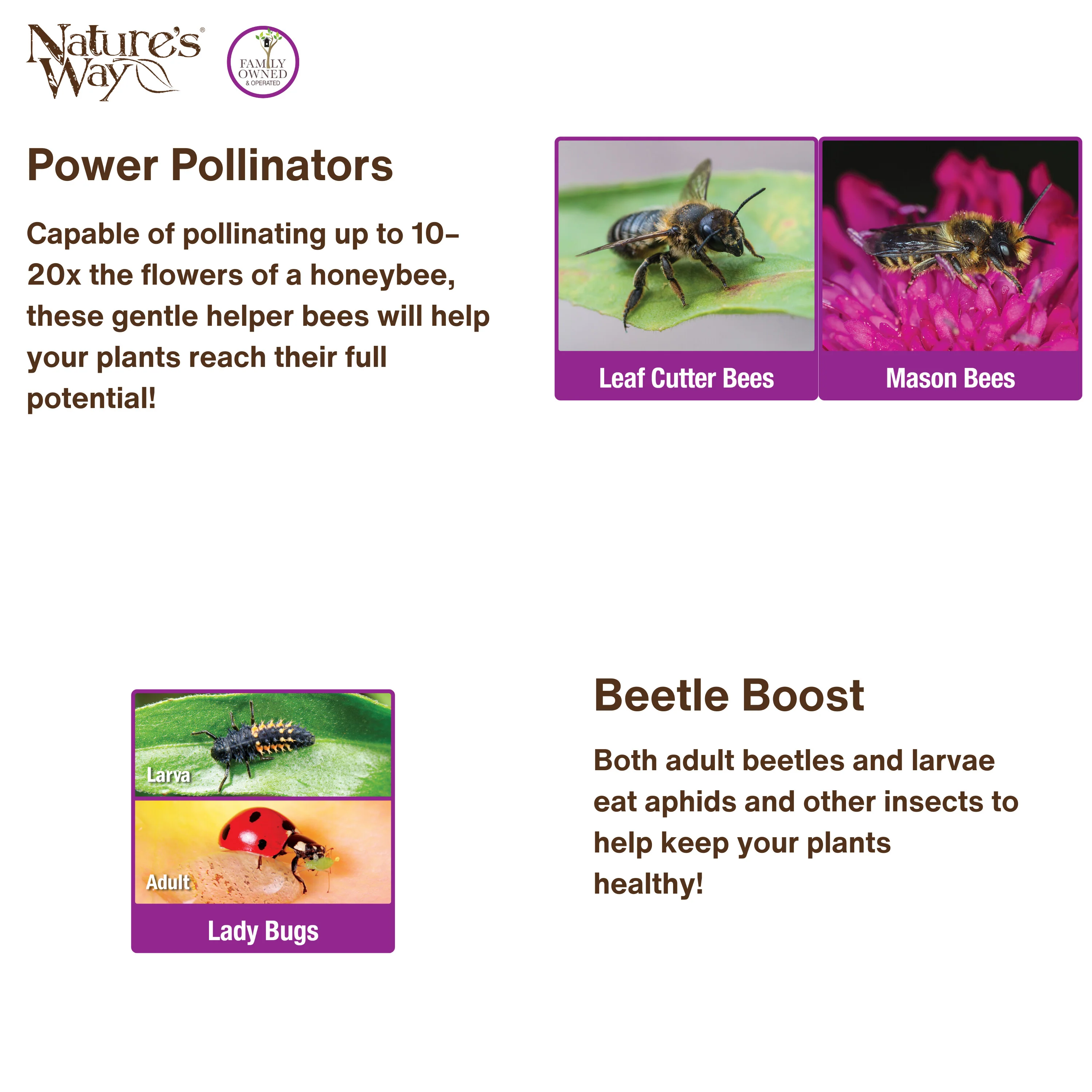 Better Gardens Dual-Chamber Beneficial Insect House - Green - Image 5