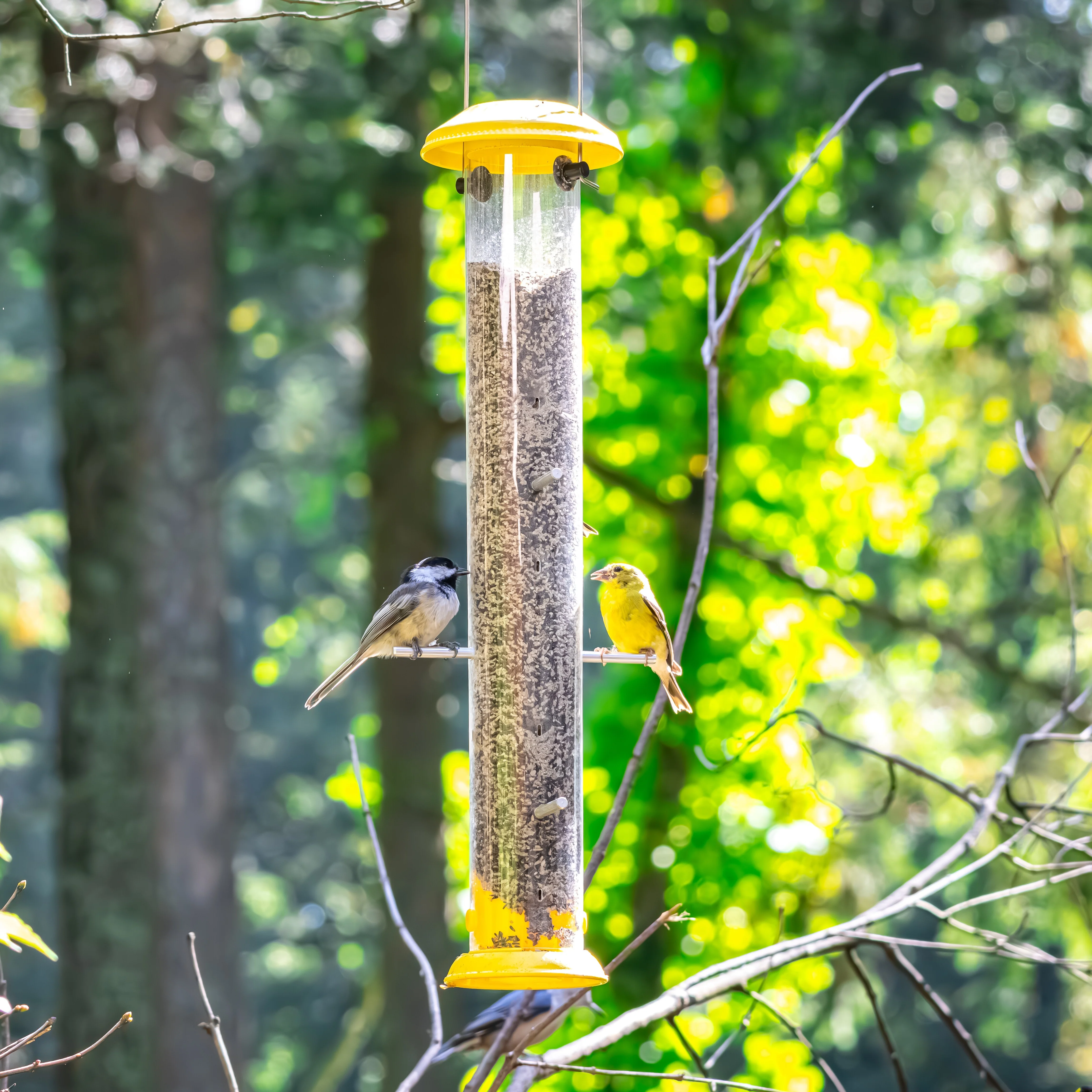 Bottoms-Up Metal Thistle Finch Feeder - Image 7