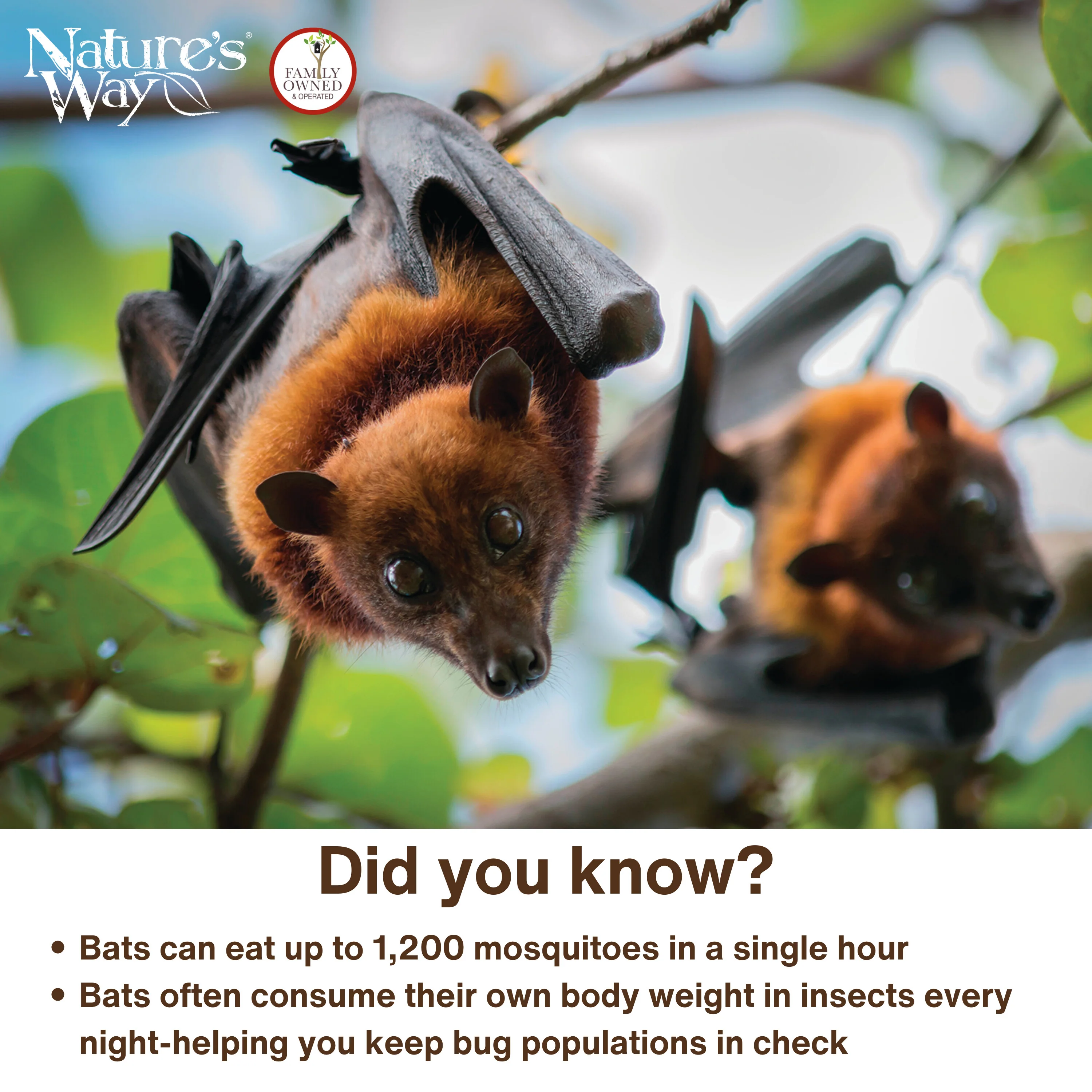 Cedar Single Chamber Bat House - Image 6