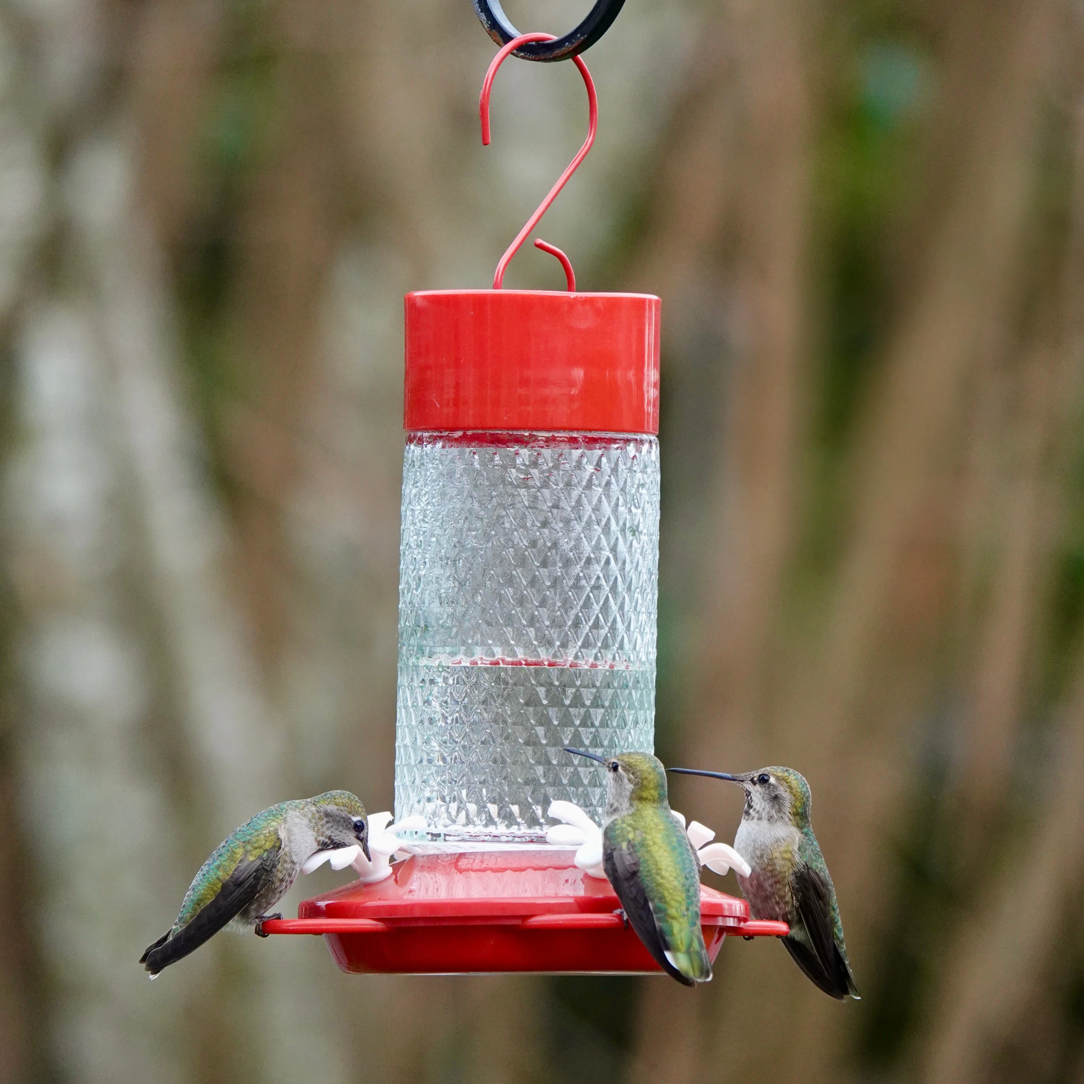 Charming Cherry Glass Gravity Hummingbird Feeder - Image 8