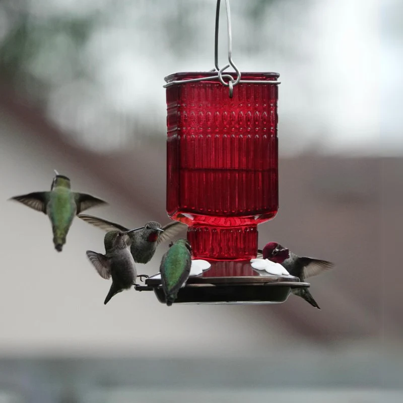 Crimson Carnation Antique Glass Gravity Hummingbird Feeder - Image 10