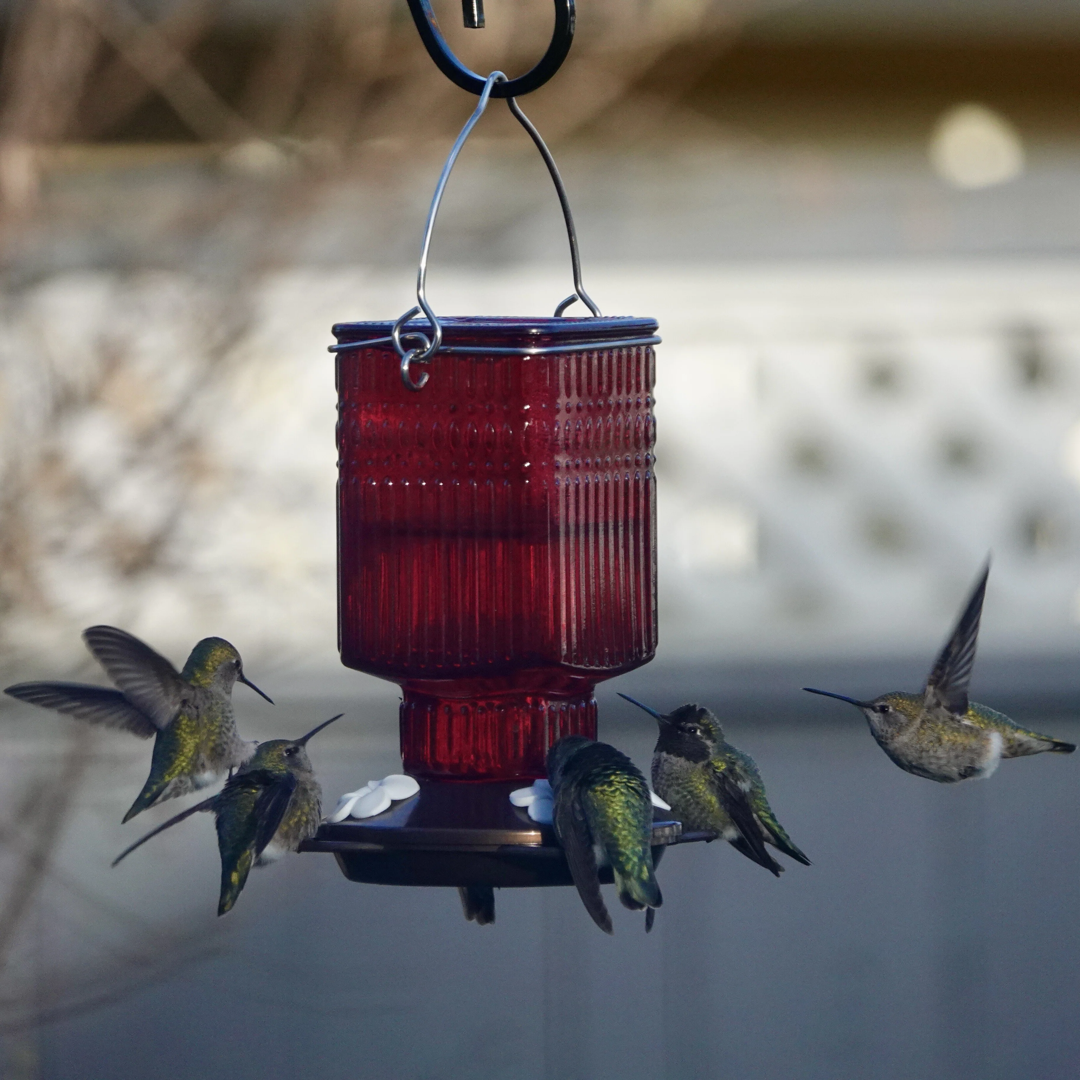 Crimson Carnation Antique Glass Gravity Hummingbird Feeder - Image 7