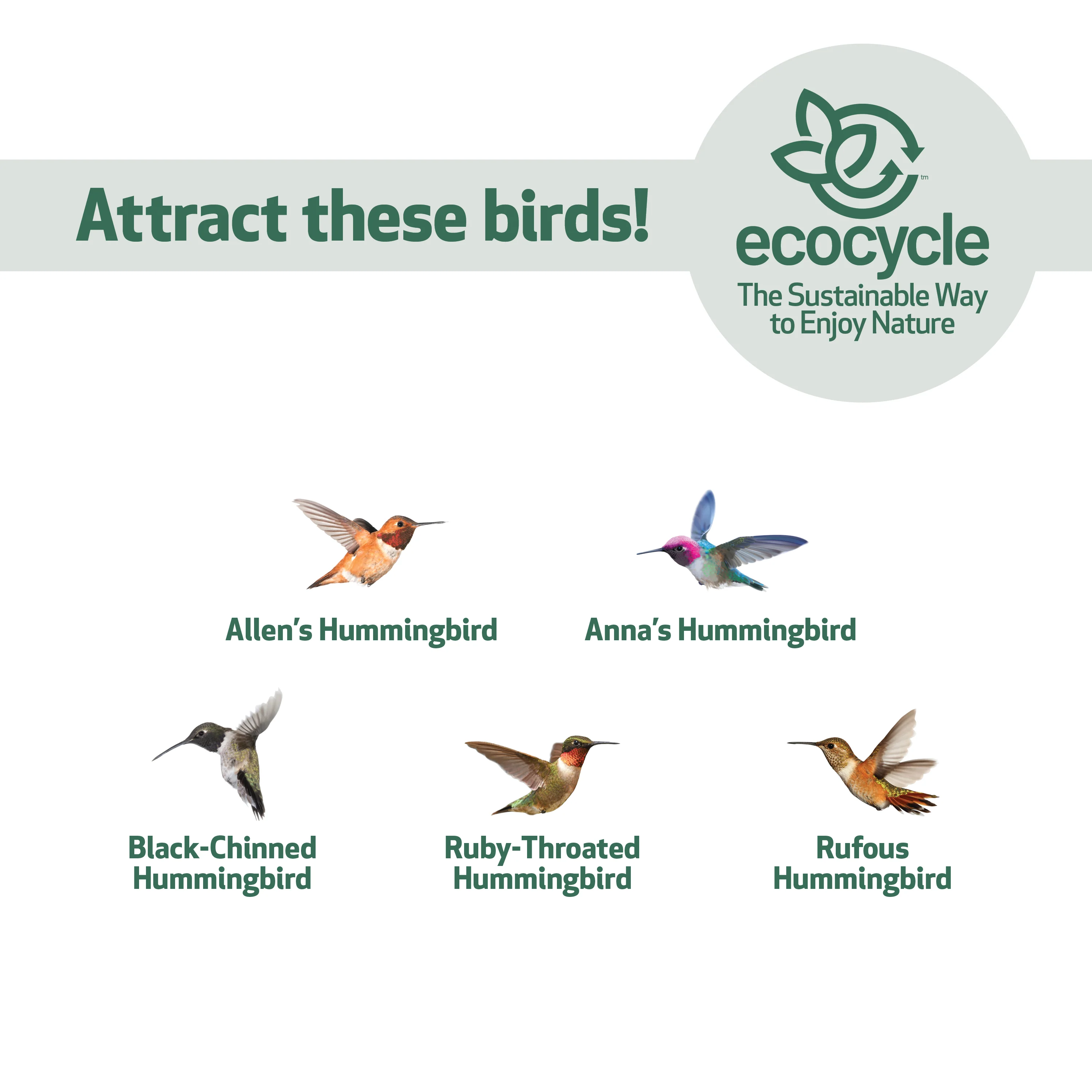 Crimson Comb Recycled Glass Hummingbird Feeder - Image 5