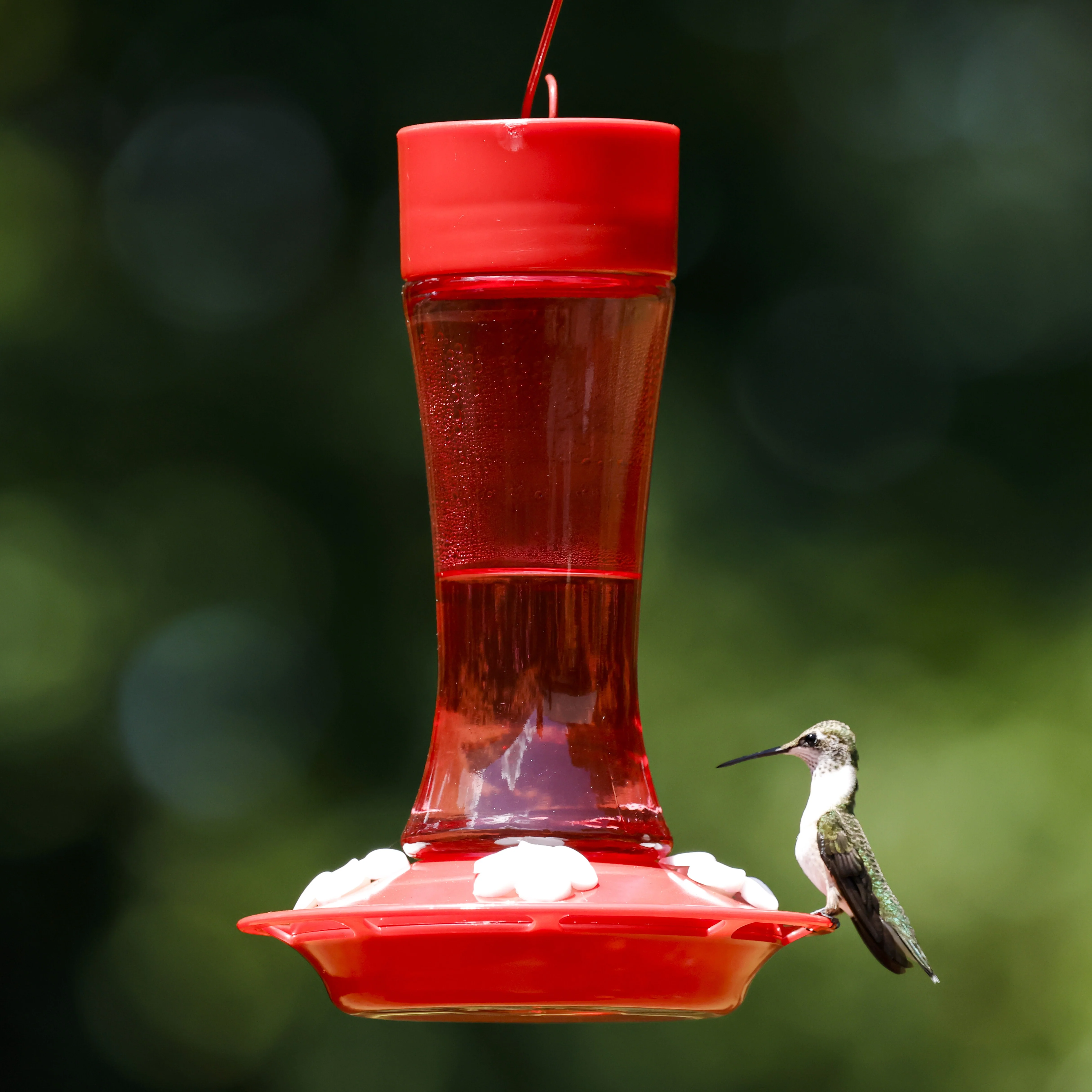 Crimson Silhouette Glass Gravity Hummingbird Feeder - Image 8