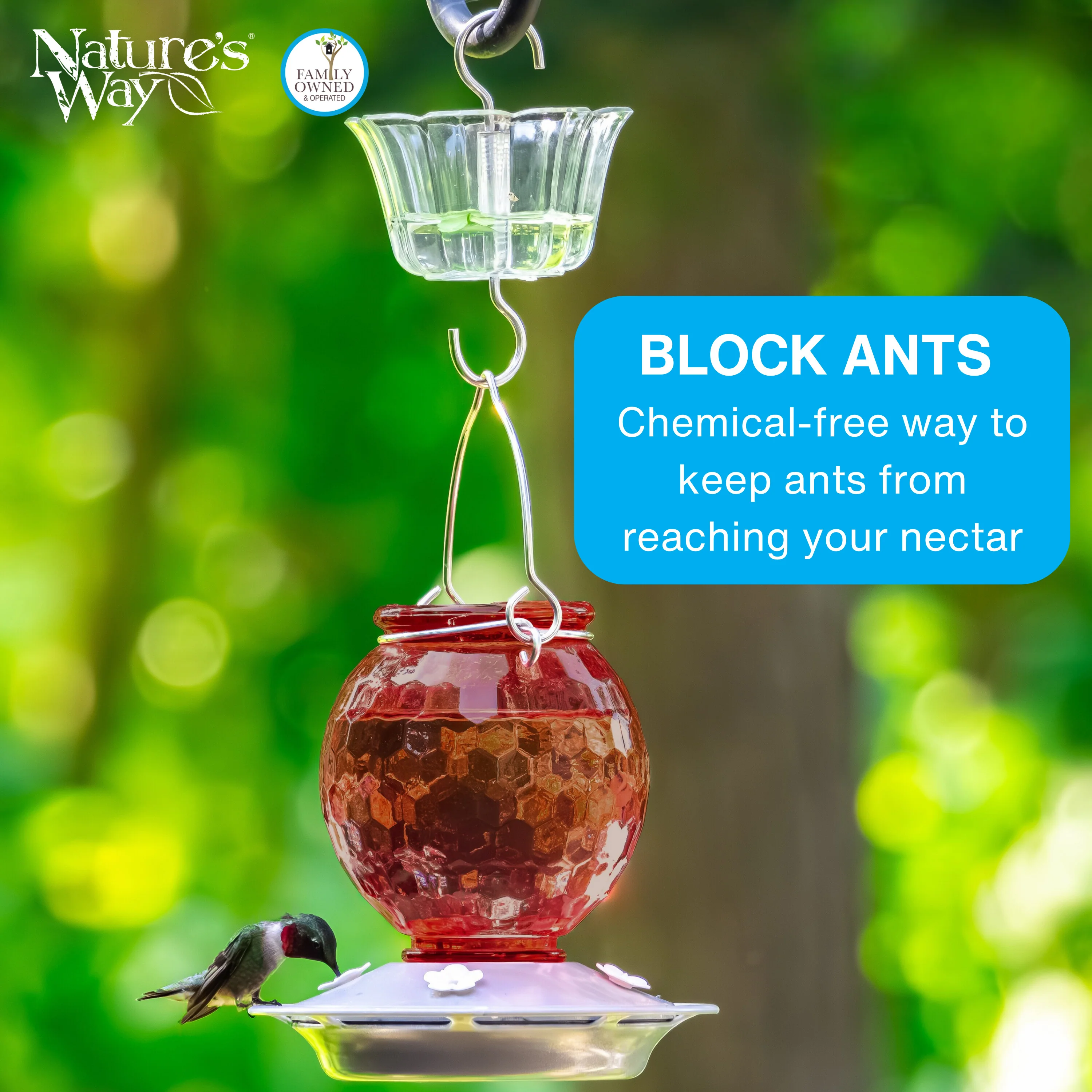4-Pack Clear Hummingbird Feeder Ant Moat - Image 4