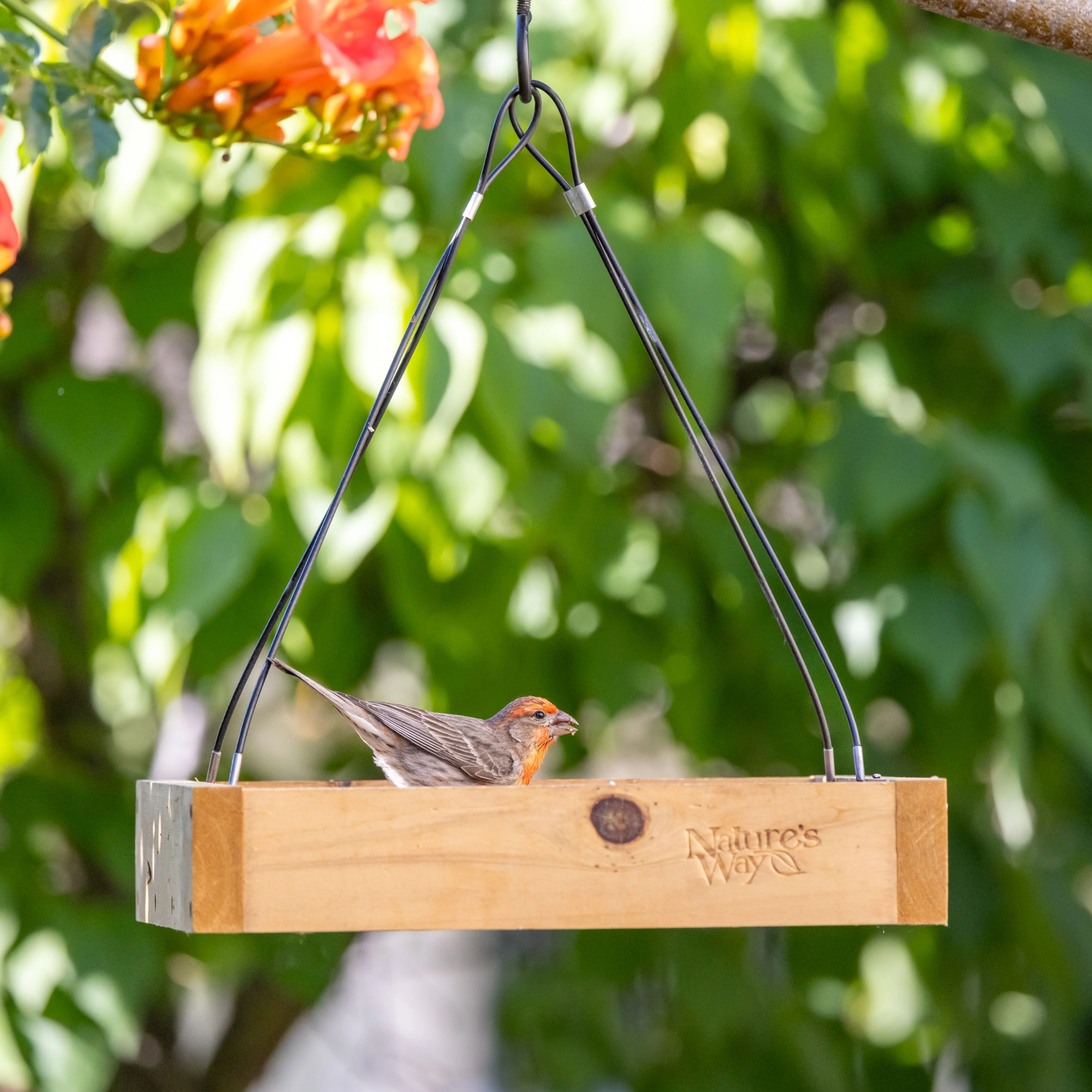 Cedar Hanging Platform Feeder - Image 8
