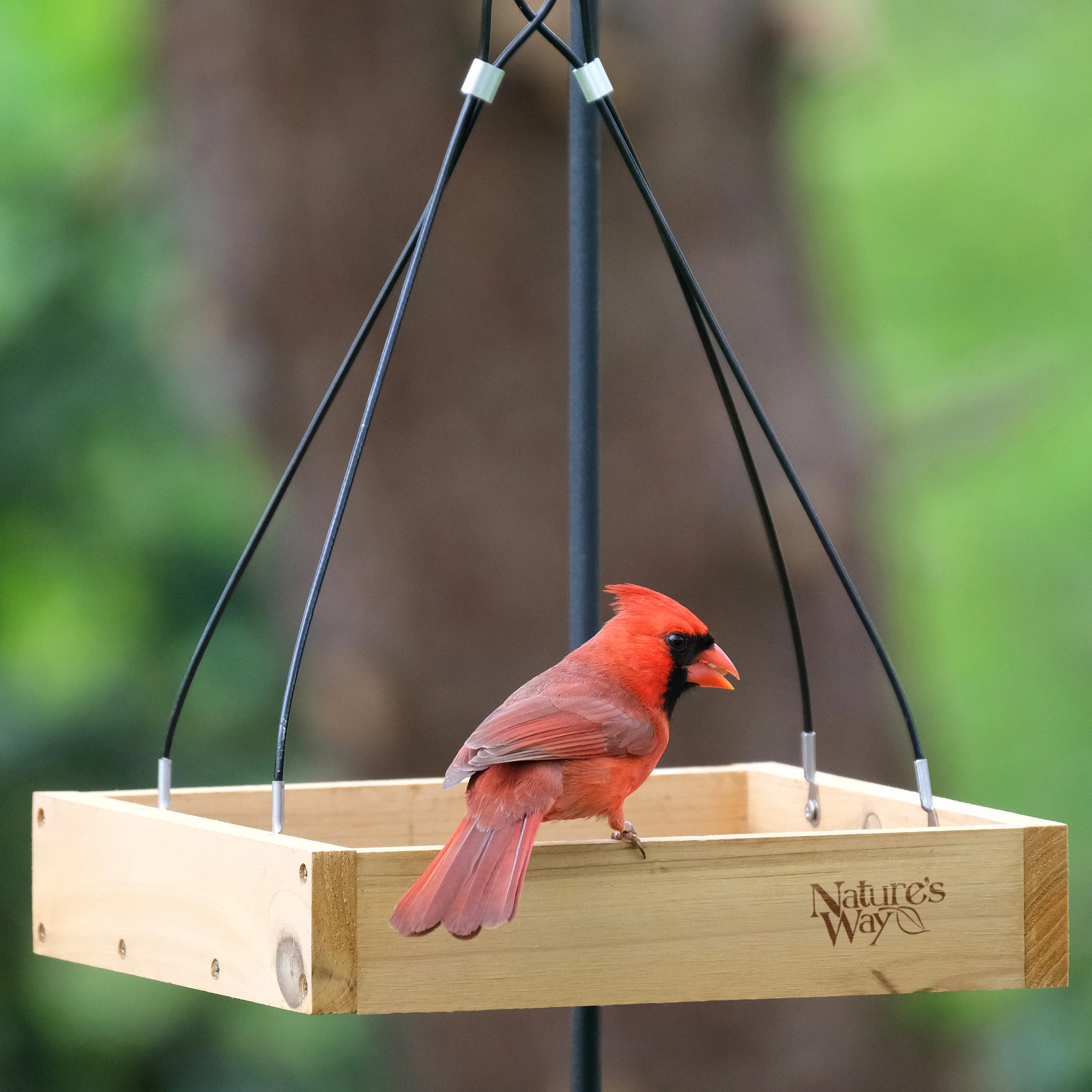 Cedar Hanging Platform Feeder - Image 7