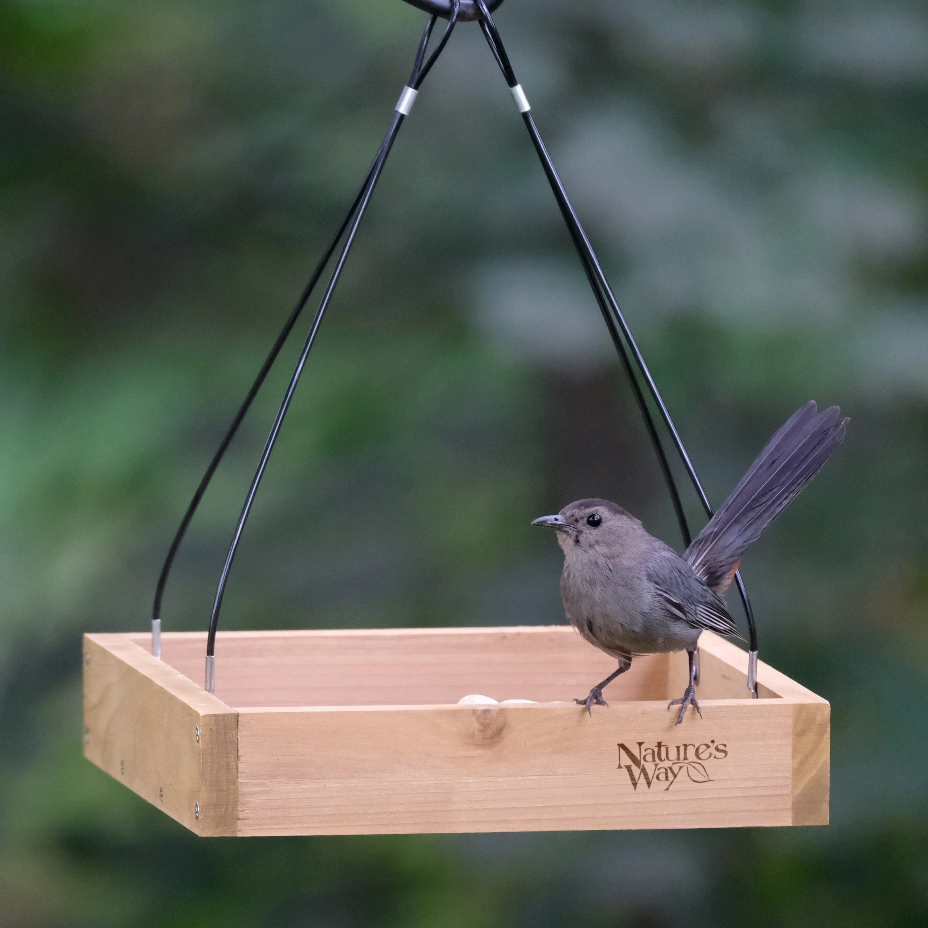 Cedar Hanging Platform Feeder - Image 9