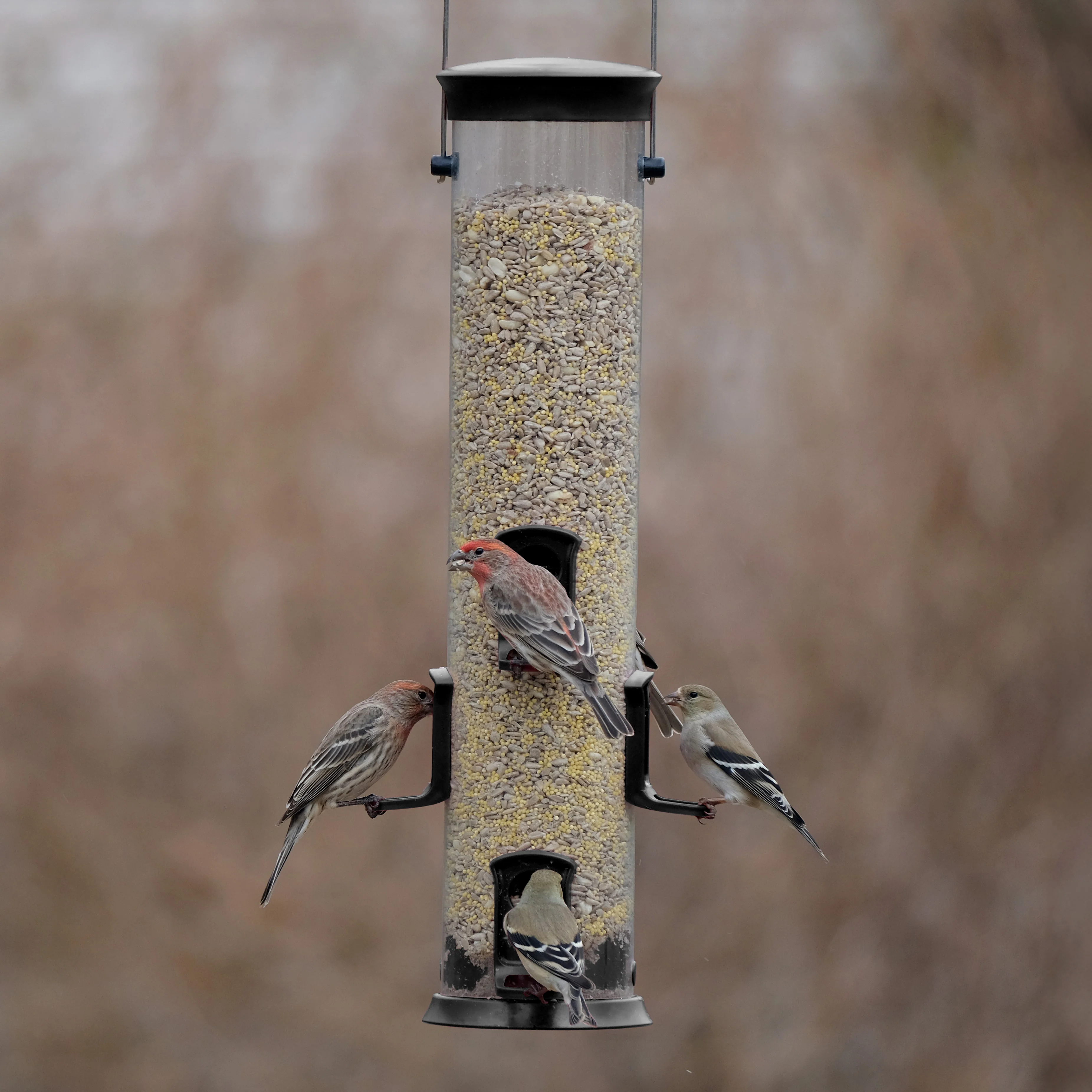 Large Plastic Tube Bird Feeder - Black - Image 8