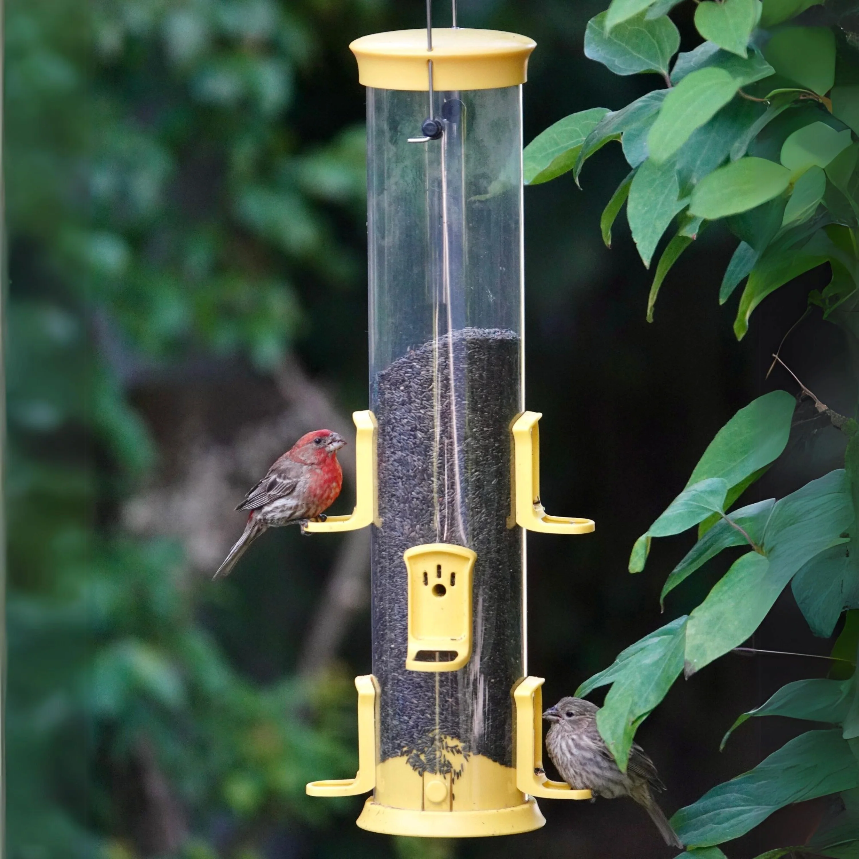 Large Plastic Thistle Tube Bird Feeder - Image 7