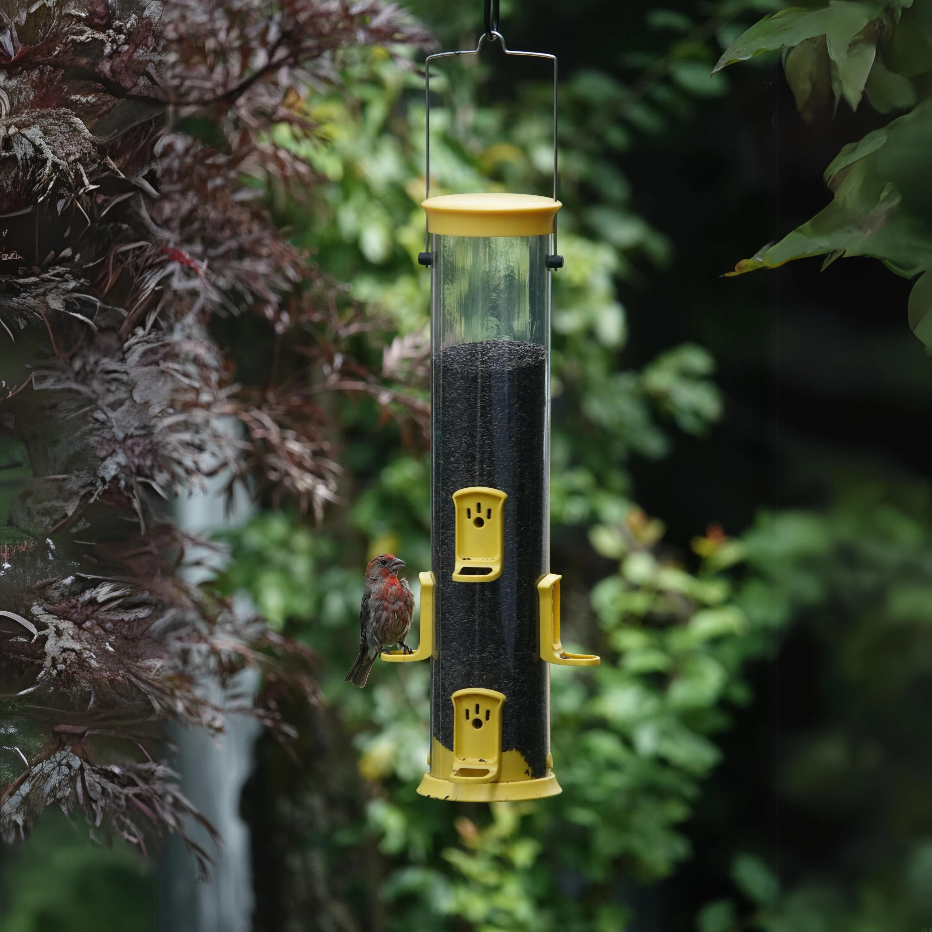 Large Plastic Thistle Tube Bird Feeder - Image 8