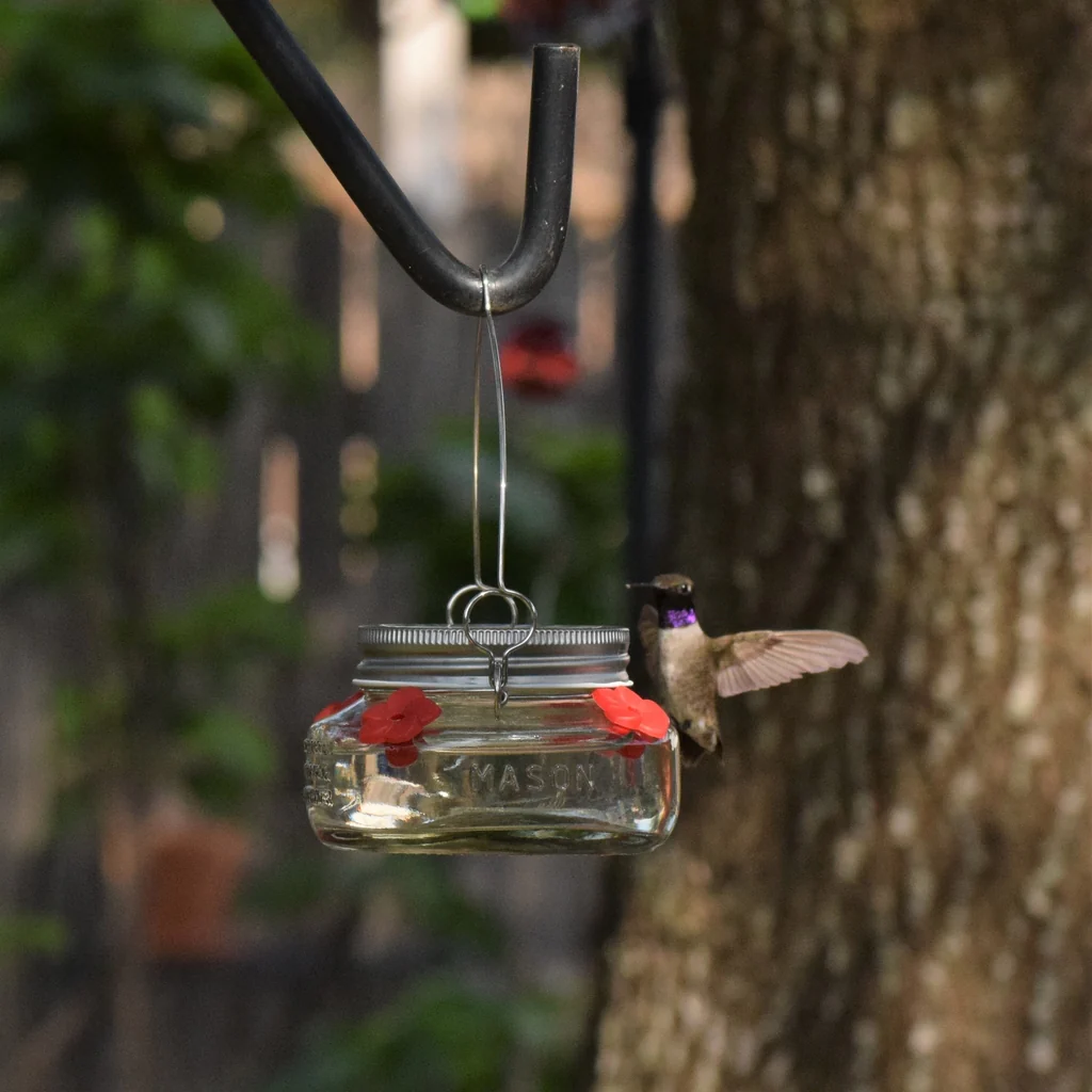 Mason Jar Glass Top-Fill Dish Hummingbird Feeder - Image 11