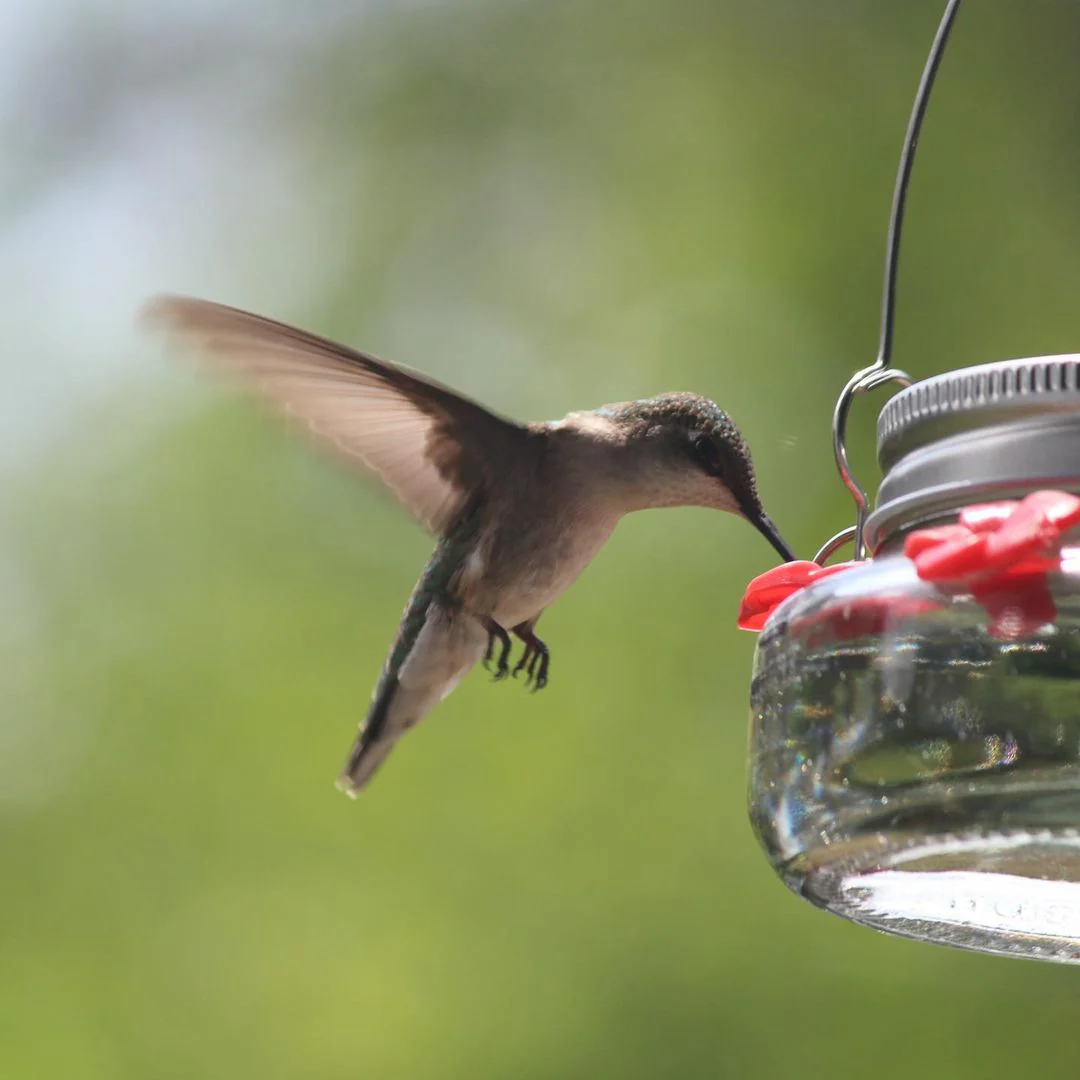 Mason Jar Glass Top-Fill Dish Hummingbird Feeder - Image 12