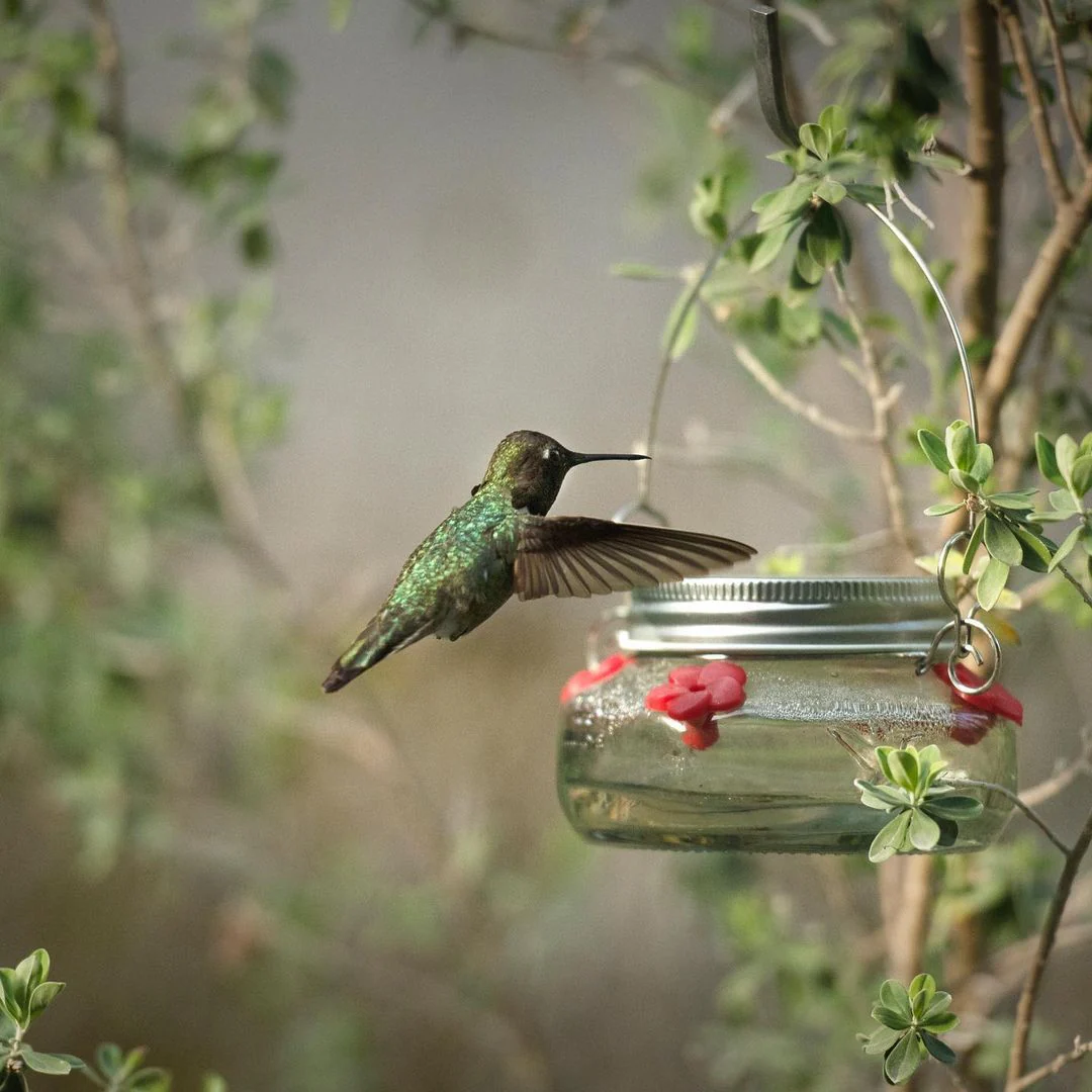 Mason Jar Glass Top-Fill Dish Hummingbird Feeder - Image 13