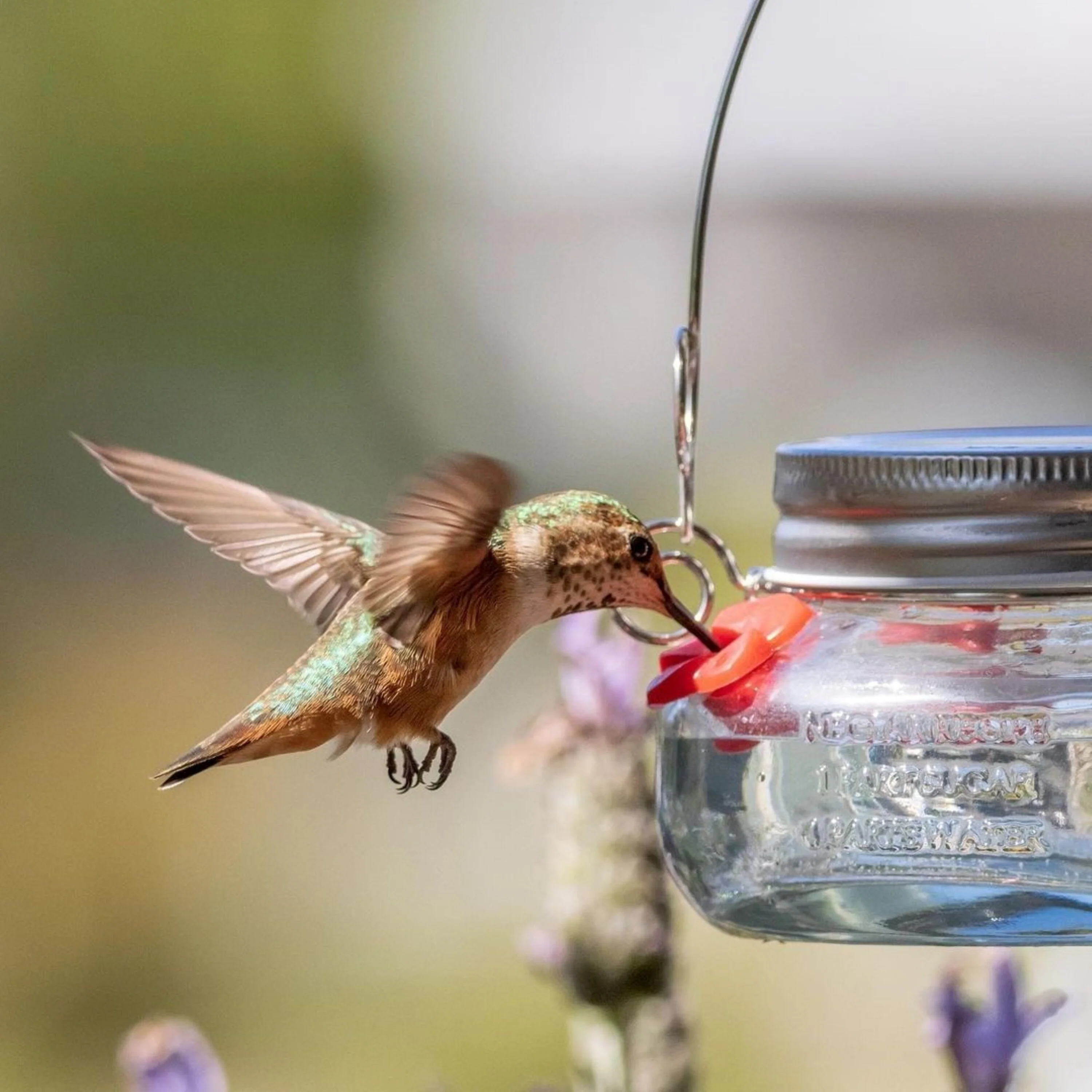 Mason Jar Glass Top-Fill Dish Hummingbird Feeder - Image 9