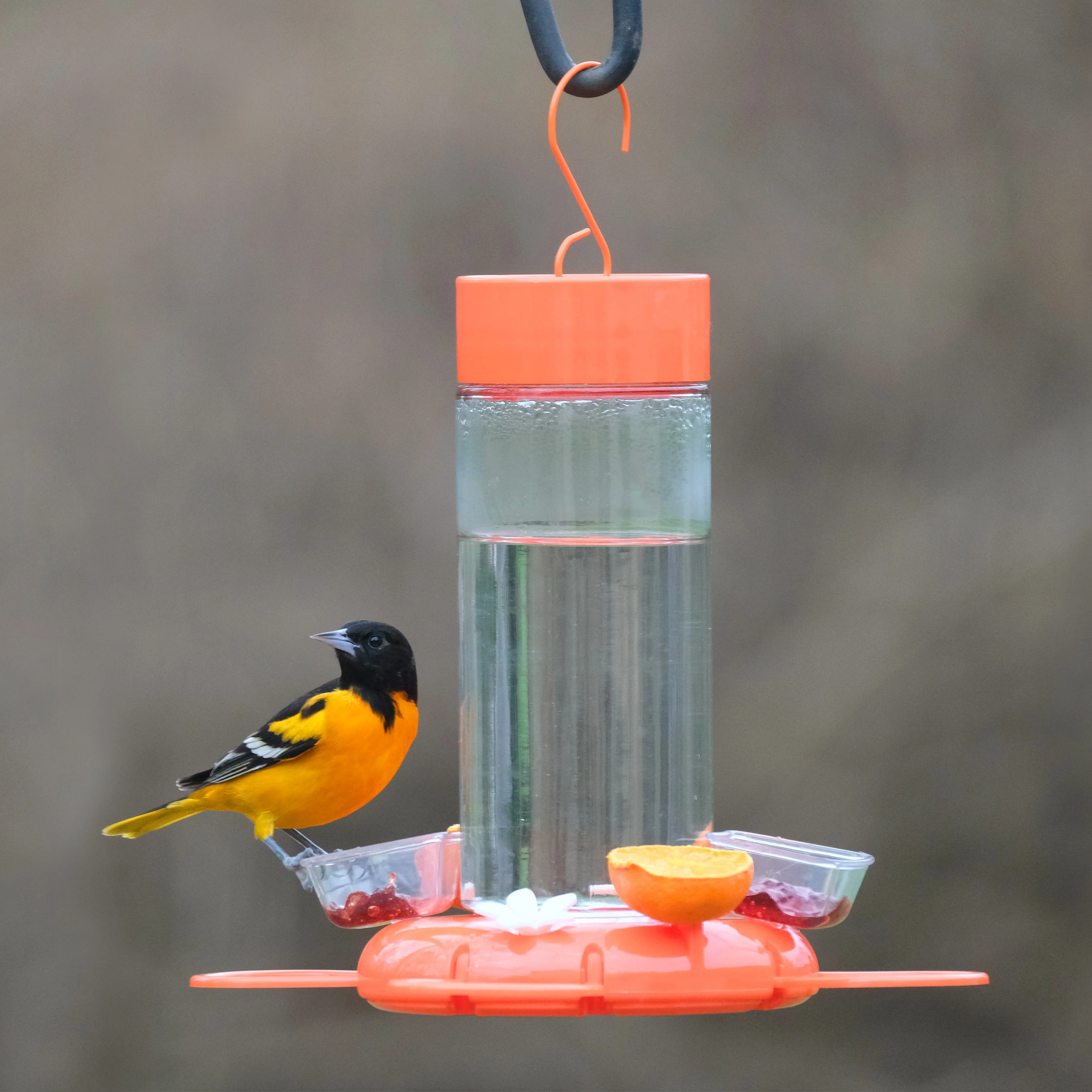 Orange Blossom Glass Oriole Feeder w/ Jelly Attachments - Image 7