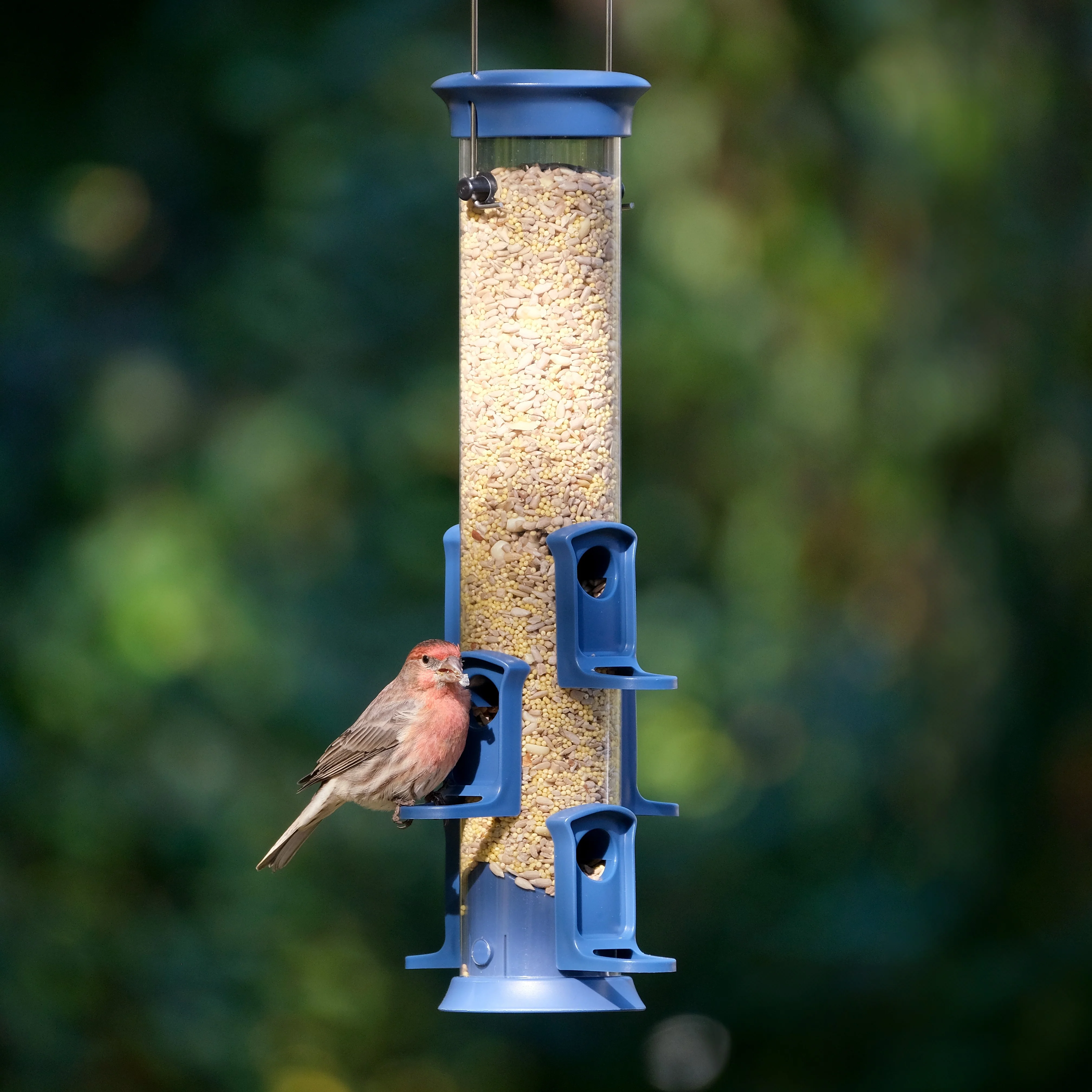 Plastic Tube Bird Feeder - Blue - Image 10
