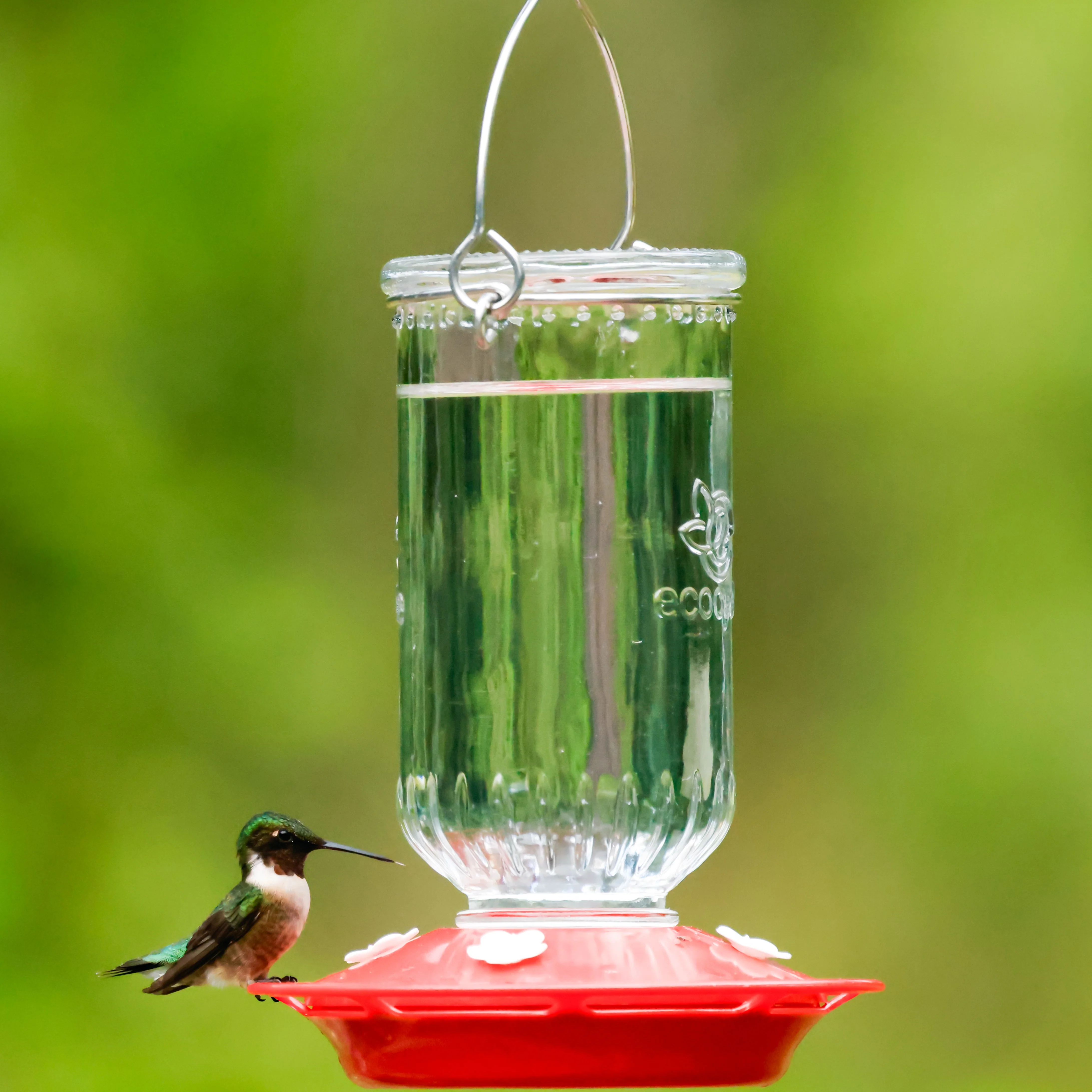 Ruby Roost Recycled Glass Hummingbird Feeder - Image 7