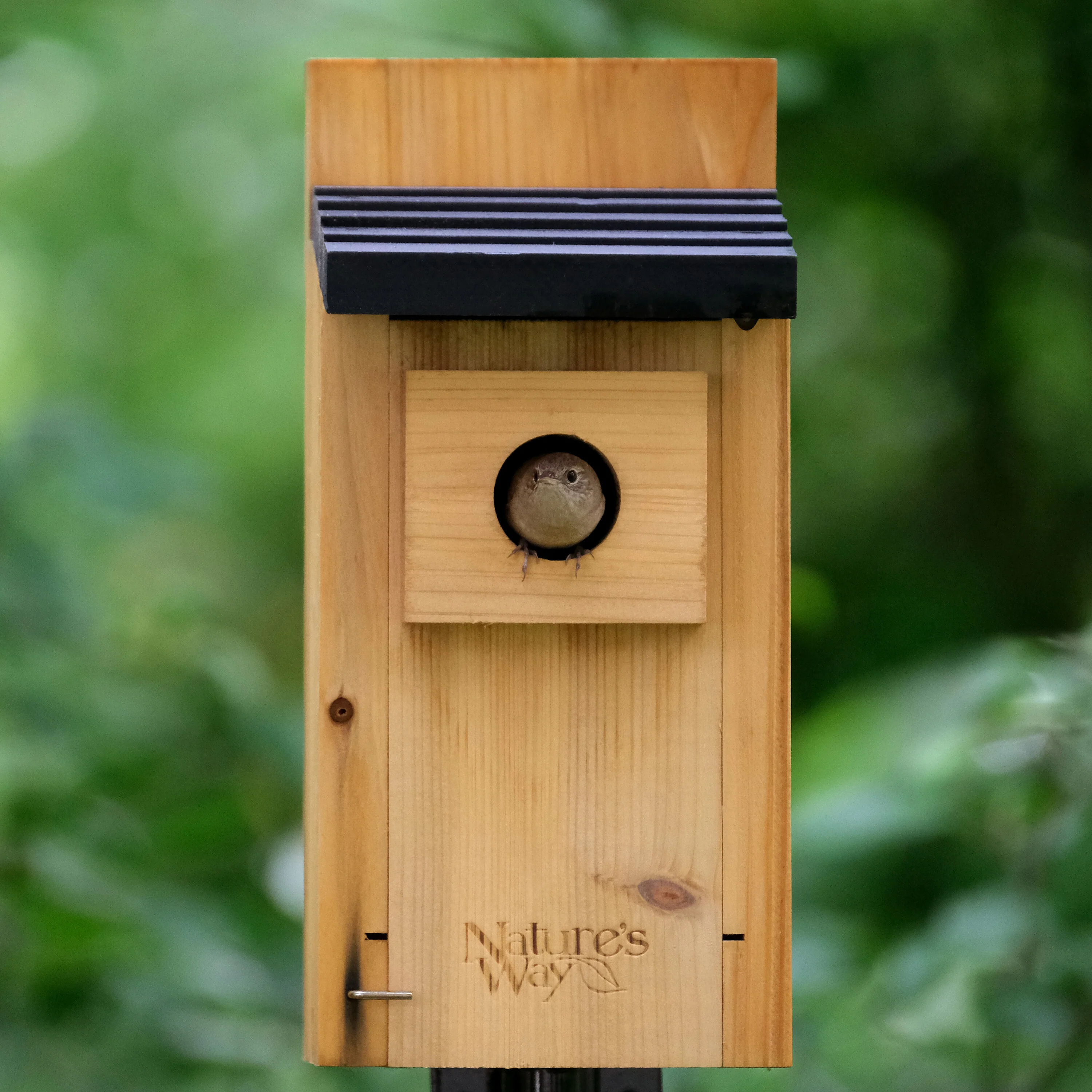 Cedar Bluebird House with Clean-out Door and Predator Guard - Image 7