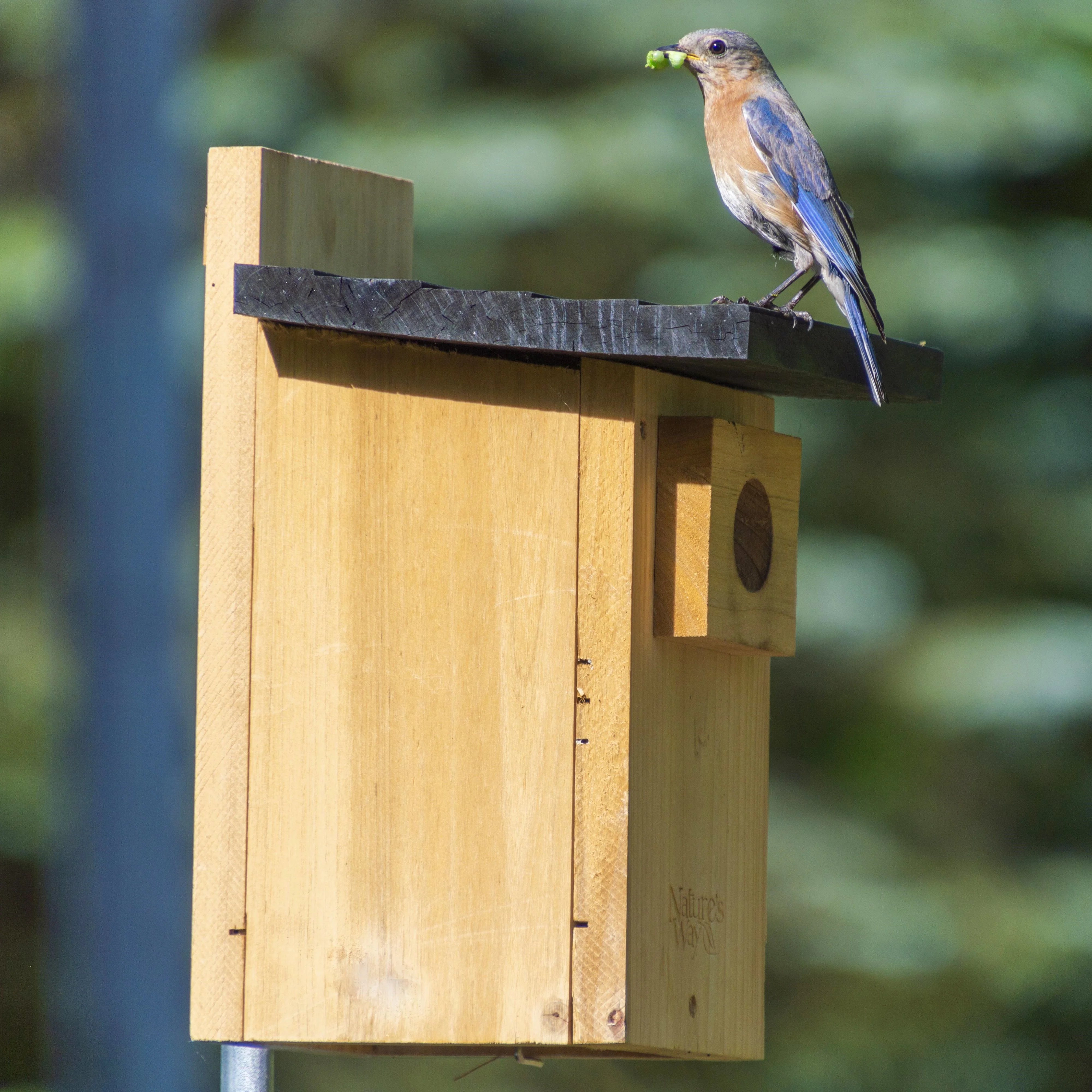 Cedar Bluebird House with Viewing Window and Clean-Out Door - Image 7