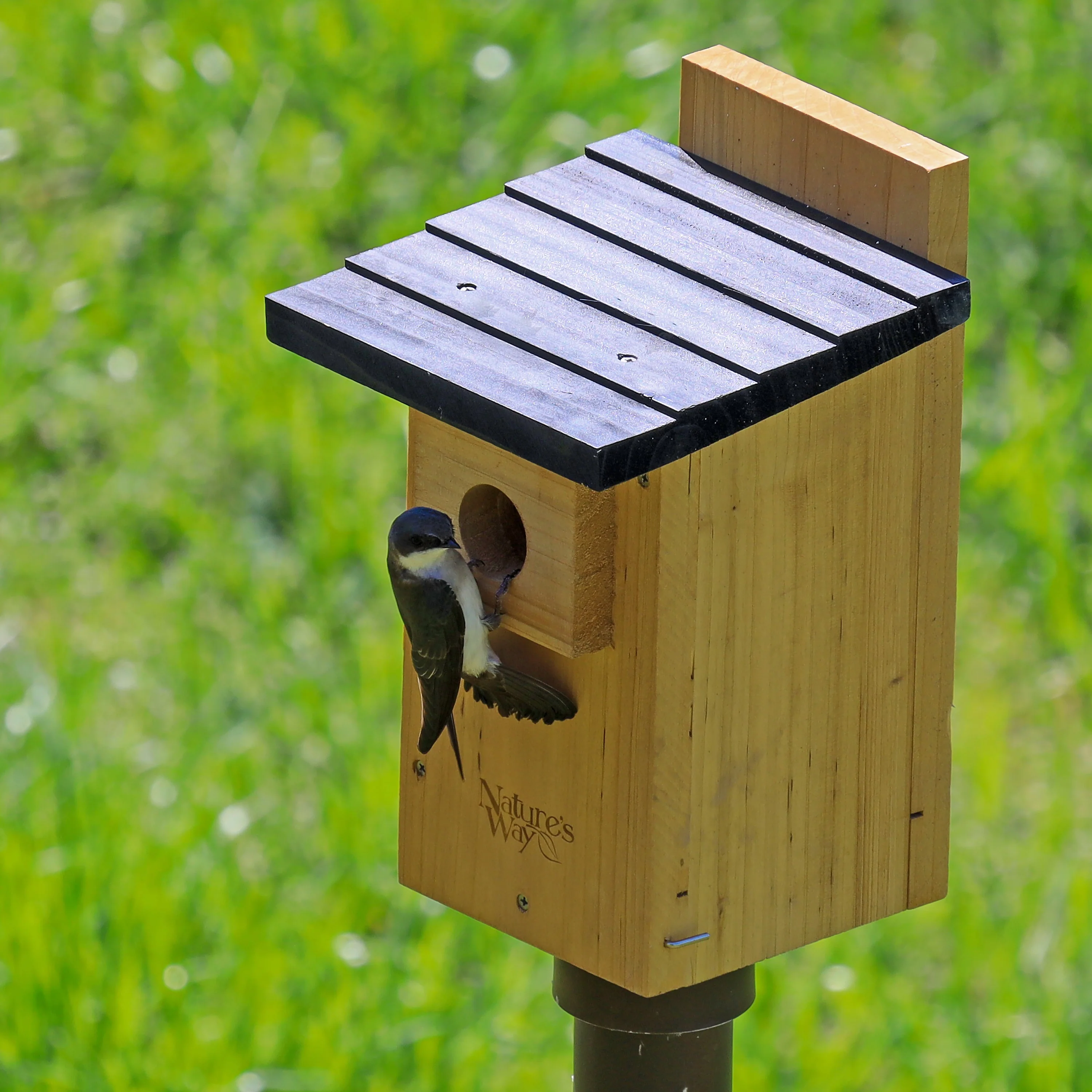 Cedar Bluebird House with Viewing Window and Clean-Out Door - Image 8