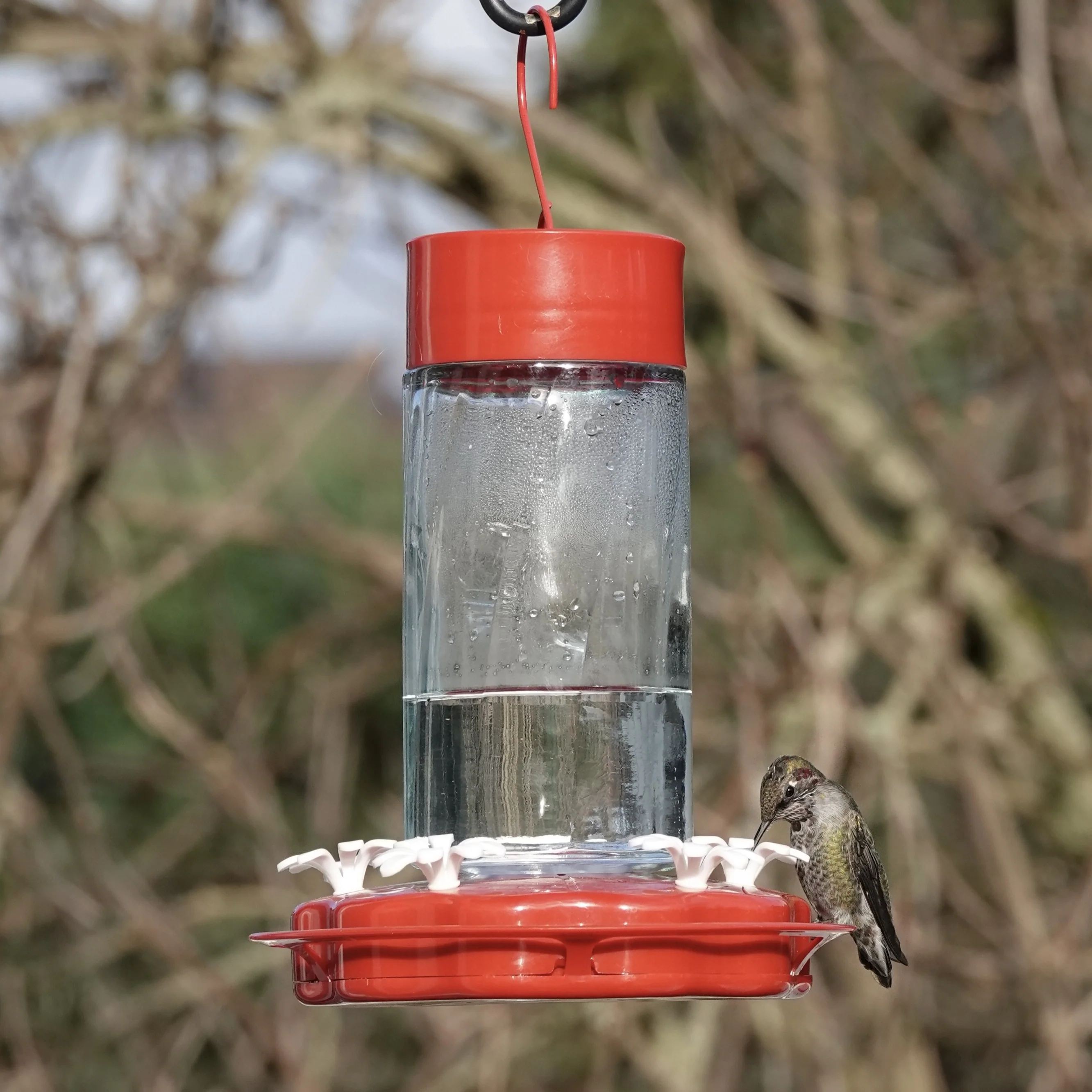 Scarlet Swirl Glass Gravity Hummingbird Feeder - Image 11