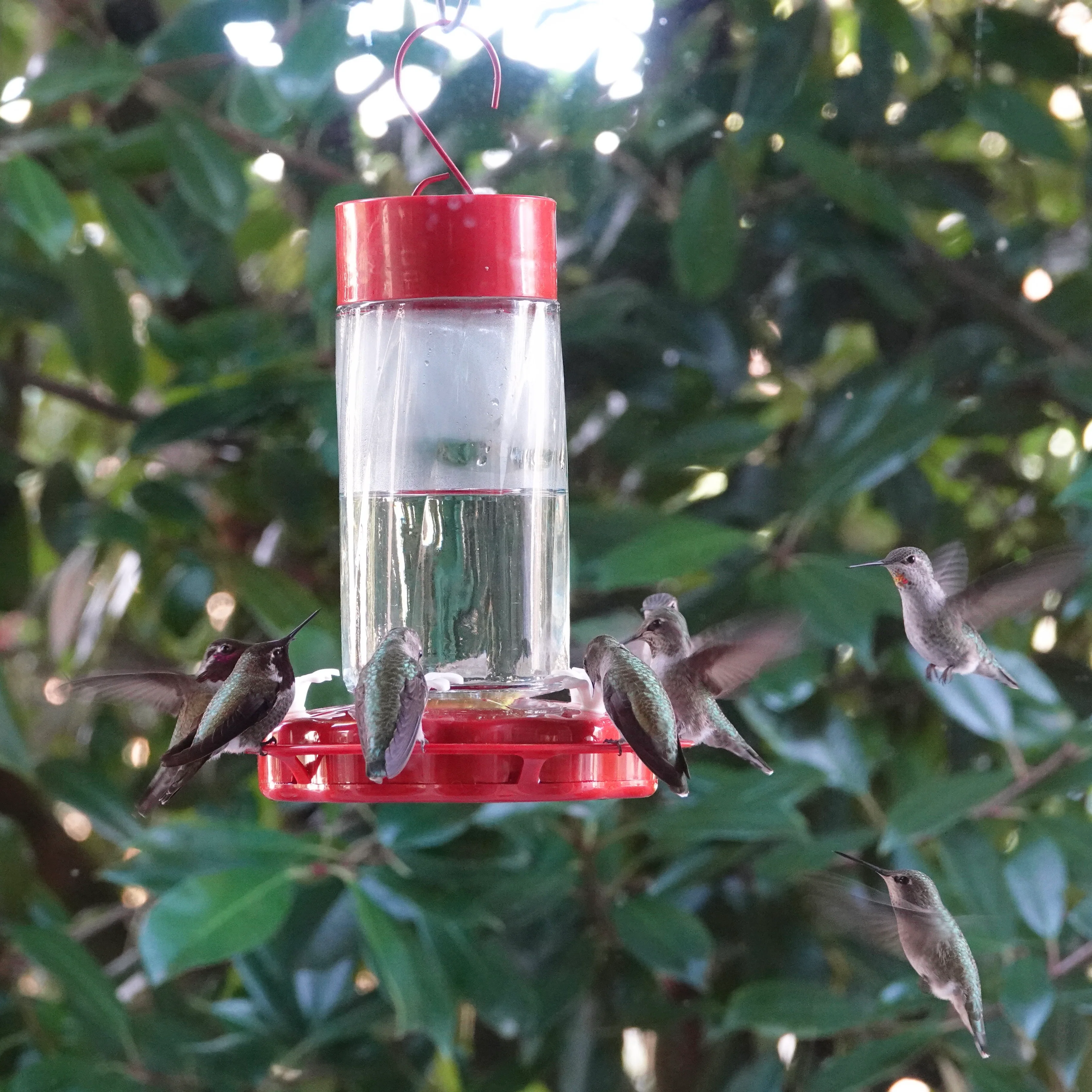 Scarlet Swirl Glass Gravity Hummingbird Feeder - Image 7