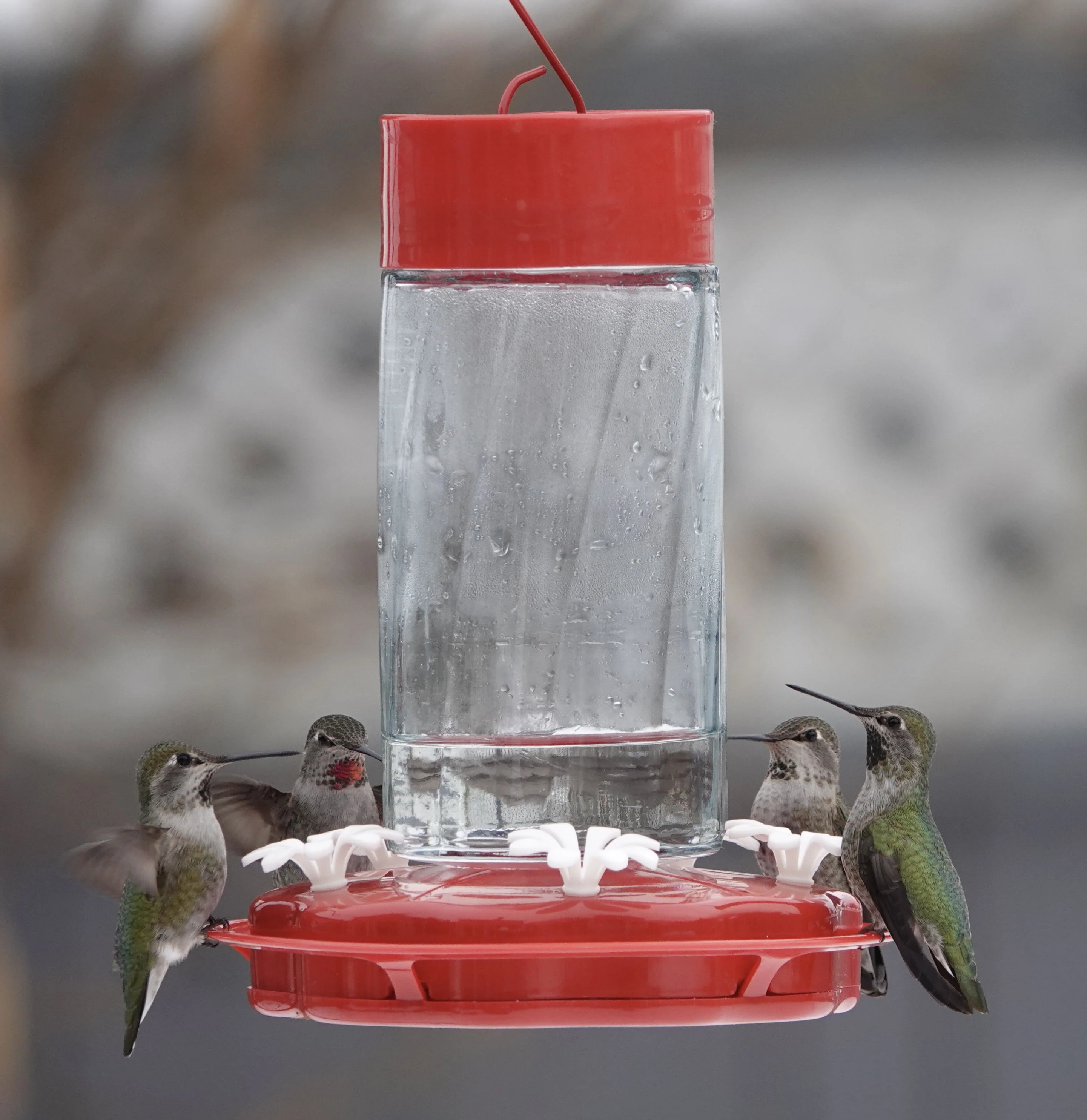 Scarlet Swirl Glass Gravity Hummingbird Feeder - Image 8