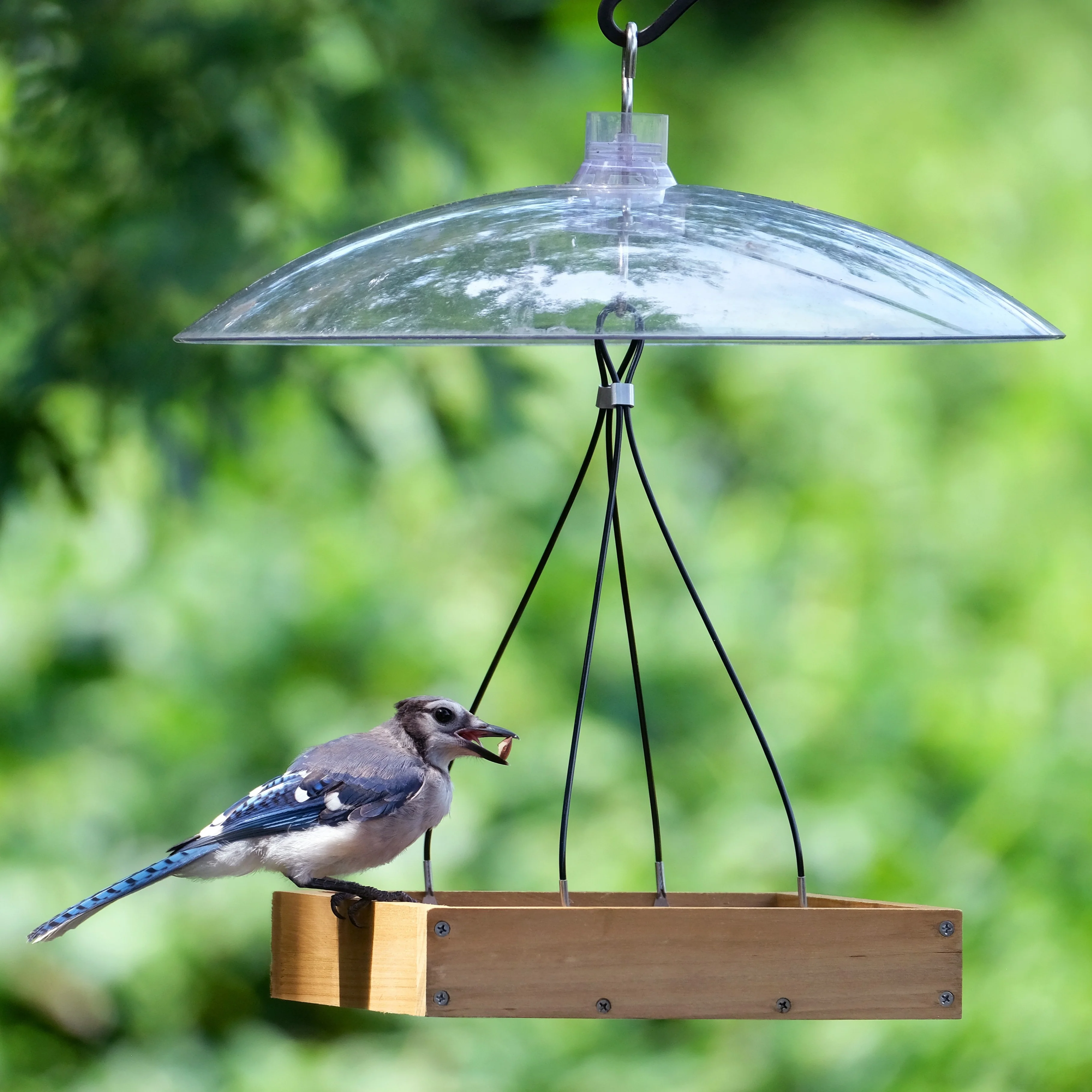 Squirrel Shield Dual-Mount Transparent 16" Squirrel Baffle - Image 9