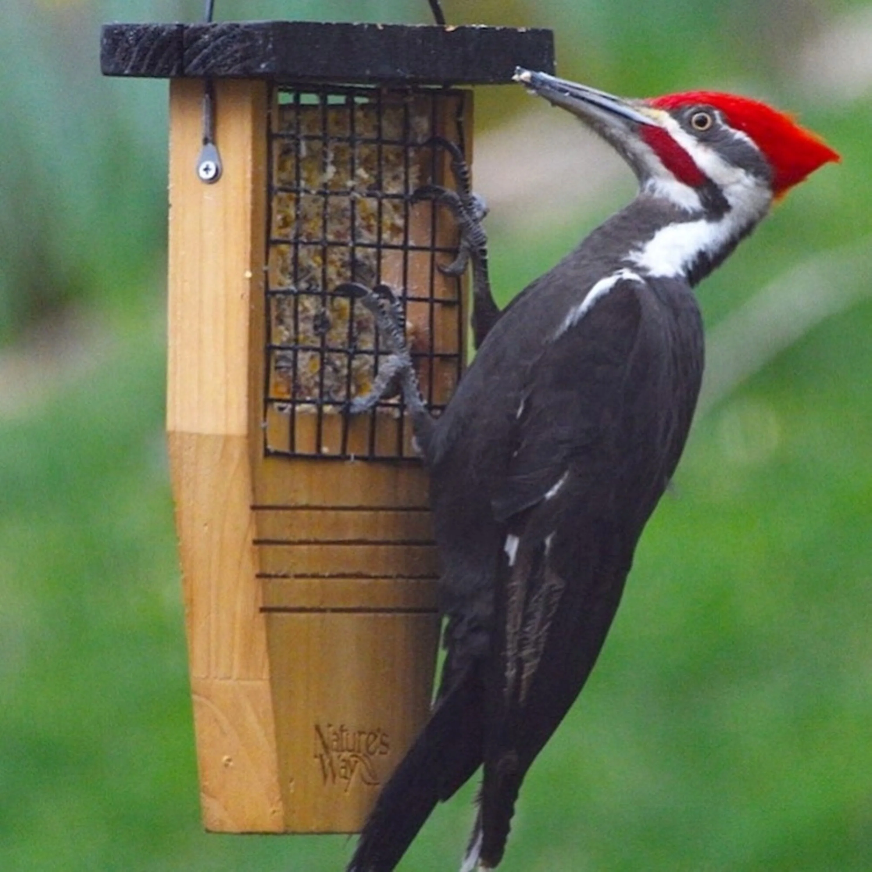 Cedar Tail-Prop Suet Feeder - Image 7