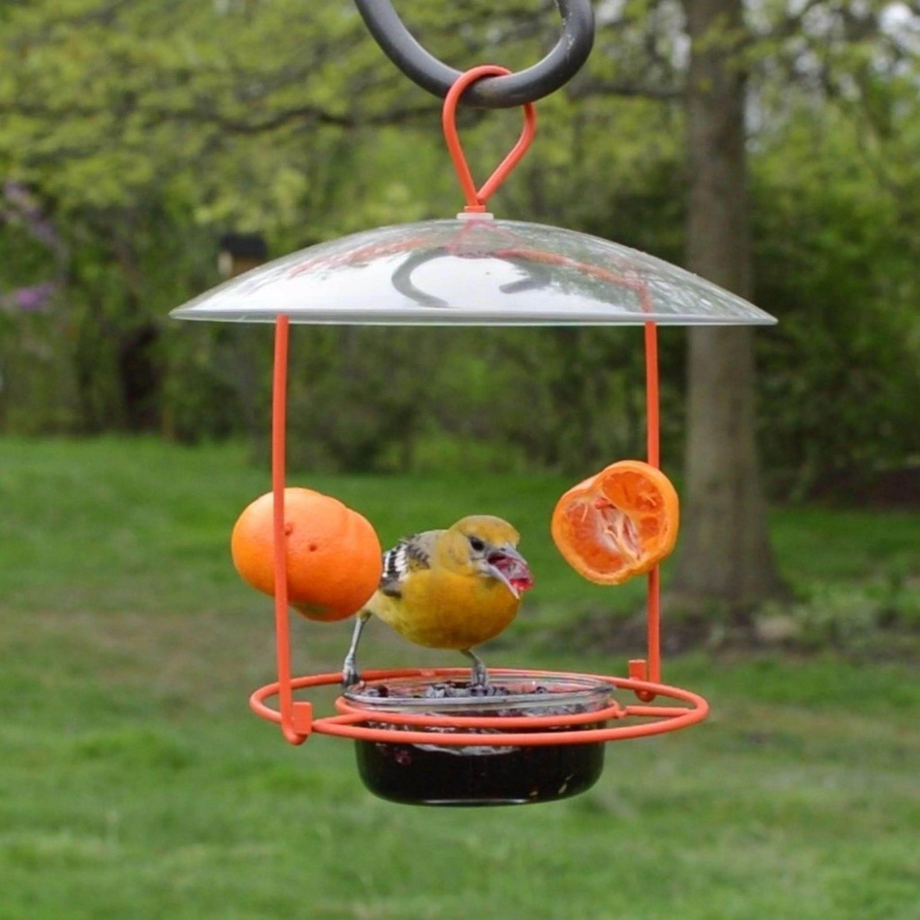 Wire and Glass Oriole Feeder W/ Protective Baffle - Image 7