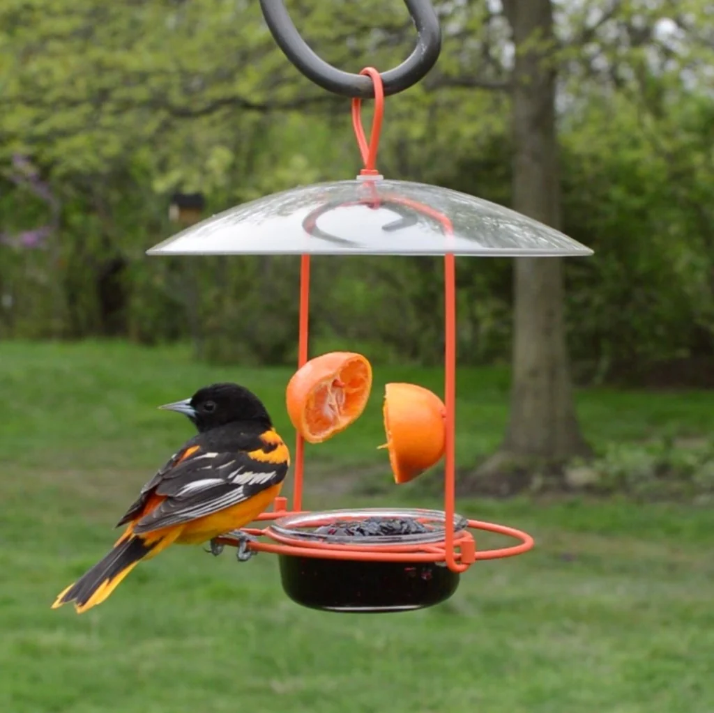 Wire and Glass Oriole Feeder W/ Protective Baffle - Image 8
