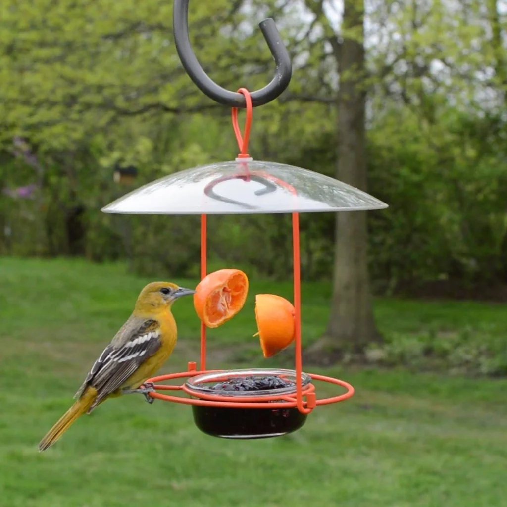 Wire and Glass Oriole Feeder W/ Protective Baffle - Image 9